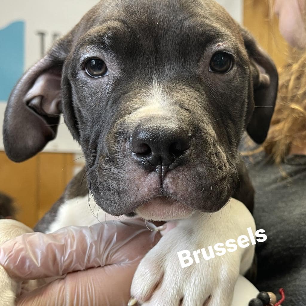 Here's some more puppies for your Friday.
Meet Stuffin, Pumpkin Pie, Brussels, Yammy, Pecan, and Eggnog. Pecan is the only girl out of these adorable 2 month old pittie puppies. They are playful, happy, and affectionate pups but a couple of them are a little shy. We suspect they were yelled at before coming to Jelly's Place so we are working hard to undo any fears and teach them lots of love.
AREN'T THEY CUTE?
They will all be utd on their vaccines,  chipped,  and neutered as part of the adoption process.

These pups are available for adoption here at 
Jelly's Place in San Pablo CA by applying at www.jellysplace.org/forms. Approved applicants are contacted for an appointment.

<a target='_blank' href='https://www.instagram.com/explore/tags/rescuepuppies/'>#rescuepuppies</a> <a target='_blank' href='https://www.instagram.com/explore/tags/pittiepuppies/'>#pittiepuppies</a> <a target='_blank' href='https://www.instagram.com/explore/tags/animalrescue/'>#animalrescue</a> <a target='_blank' href='https://www.instagram.com/explore/tags/rescuelife/'>#rescuelife</a> <a target='_blank' href='https://www.instagram.com/explore/tags/adoptdontshop/'>#adoptdontshop</a> <a target='_blank' href='https://www.instagram.com/explore/tags/adoptarescuedog/'>#adoptarescuedog</a> <a target='_blank' href='https://www.instagram.com/explore/tags/spayorneuteryourpets/'>#spayorneuteryourpets</a> <a target='_blank' href='https://www.instagram.com/explore/tags/jellysplace/'>#jellysplace</a>