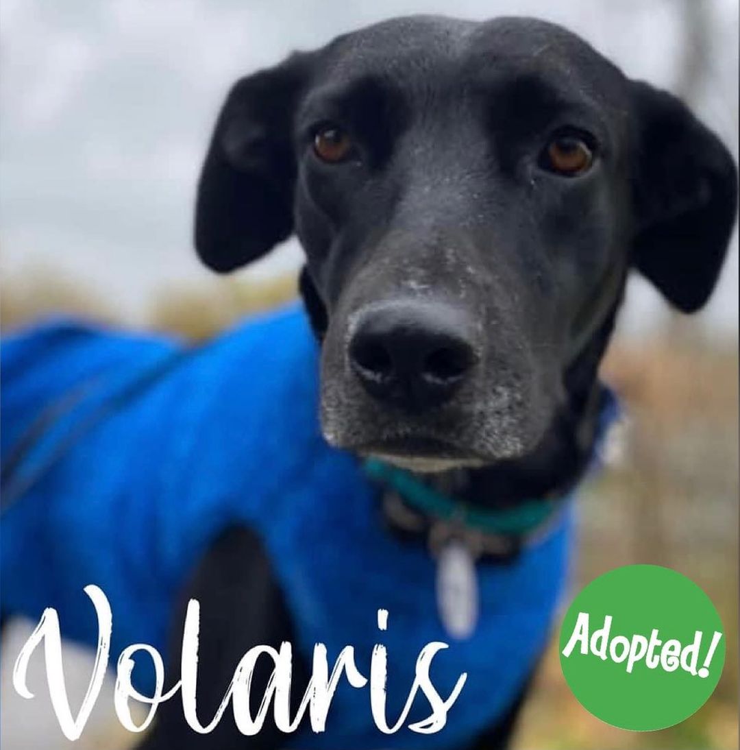 We are happy to let Volaris fans know that she has found her forever home! She came to us from our pals at The Dog-Go Project in Puebla and was picked up and fostered by Vicky until Critter Cabs volunteers were able to get her to her foster home in Ottawa. Ameenah and crew were happy to foster her (canine Luci gets so excited when she gets to show a new dog around). Volaris' new family had actually applied for Ameenah's previous foster, but they were not a match for her. But, we liked their app and we thought Volaris could be a fit, so we sent V onto Ameenah to see if she could be a match. And - she was!!! Thank you to Shirali and Jackie for screening V's new family. Happy life Volaris💚🐾 <a target='_blank' href='https://www.instagram.com/explore/tags/dibs/'>#dibs</a> <a target='_blank' href='https://www.instagram.com/explore/tags/dibsdogs/'>#dibsdogs</a> <a target='_blank' href='https://www.instagram.com/explore/tags/dibsrescue/'>#dibsrescue</a> <a target='_blank' href='https://www.instagram.com/explore/tags/dogs/'>#dogs</a> <a target='_blank' href='https://www.instagram.com/explore/tags/rescuedogs/'>#rescuedogs</a> <a target='_blank' href='https://www.instagram.com/explore/tags/rescuedogsofinstagram/'>#rescuedogsofinstagram</a> <a target='_blank' href='https://www.instagram.com/explore/tags/ontario/'>#ontario</a> <a target='_blank' href='https://www.instagram.com/explore/tags/toronto/'>#toronto</a> <a target='_blank' href='https://www.instagram.com/explore/tags/fosterdogs/'>#fosterdogs</a> <a target='_blank' href='https://www.instagram.com/explore/tags/adoptdogs/'>#adoptdogs</a>