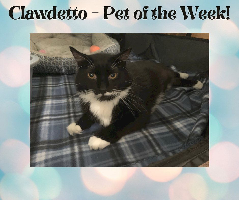 😻 Clawdetto is our Pet of the Week! 😻

🐾 He's looking for his forever home where he can get all the love and attention he deserves. 💗

🌟 This week only, you can adopt him with an approved application with a $50 adoption fee!🌟

🐾 Apply today! 
https://forms.gle/tKYFmVYAT9JH5Xkk6

* This offer ends on midnight November 21, 2021 *

Please SHARE! 🐱