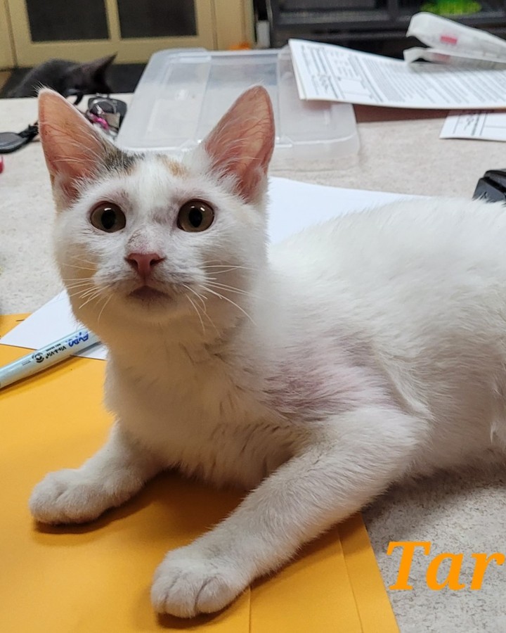 Tart is finally coming out of her shell thanks to our volunteers spending extra time with her.
She was a scrawny little kitten picked up during a TNR project in a neighboring county.