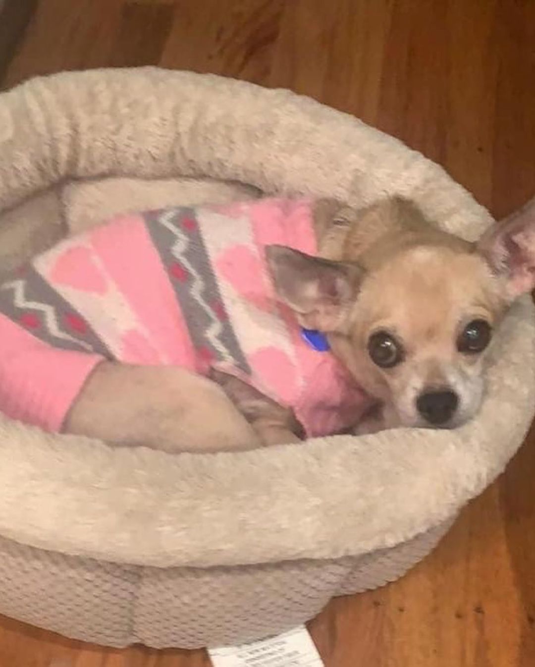 ADOPT LOLA!!

Lola’s a 14yo 12lb chi. She’s dog, cat and kid friendly. She is housebroken, enjoys a fenced in yard along with going for a walk. She needs potty walk prior to leaving the home if you know you will be gone for a few hours. She is sweet, calm and low energy. Her foster momma said, she loves cuddles and when she gets excited she does a happy dance where she kicks her feet back. Adorable to see.

Lola MUST have a home with NO toddlers, continue giving her allergy medication along with lubricant for her left eye which will need to be checked with your vet on occasion to determine how she is doing. If you DO NOT fit this please DO NOT put an application in. We will not call anyone not a fit. Also, we will be concentrating on local to foster applications 1st since home checks and meets with all humans and animals in home is needed at meet. Our fosters are all volunteers so aren’t always able to travel too far.

Lola’s uses lubricant for her left eye which may need to be used for her life to prevent further problems. She is on Apoquel for allergies. It is unknown if this will be a seasonal treatment or year-round. A trial off at various times of year will be helpful to determine that. If she is having an allergic itch exacerbation, she will keep you awake all night with her scratching. She also caused a hematoma on her right ear due to sever scratching. All will need to be discussed with your vet. She is spayed, vaccinated, HW negative and microchipped. Currently fostered in Phila, PA. Apply at www.tprescue.org