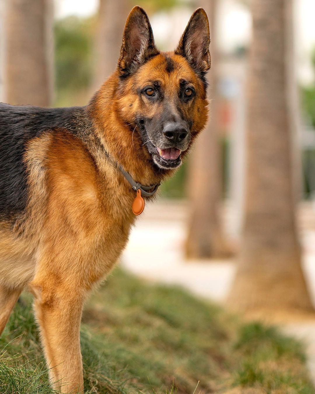 Adopt Legend!!! 🏠 💕✨
・・・
Named after the German Shepherd in the Will Smith film “I am Legend,” this very good boi is truly a star with perfect manners, extreme loyalty, and the most soulful eyes 👀. This 7-year-old boy is 100% house-trained, a perfect balance of mellow at home and excited on walks, and provides more unconditional love than you could ever imagine ❤️. He is healthy and has amazingly clean pearly teeth. Legend walks well on a leash, and enjoys going on a nice walk just as much as being a couch potato at home 🏡. Legend knows sit, stay, and never hesitates to give you his paw to shake. He is friendly towards adults, kids, and strangers alike. In fact, Legend loves meeting and spending time with kids.  If you are looking for a great all-around best pal, look no further than Legend who is patiently awaiting his paw-fect forever home ❣️
・・・
www.adoptapet.com/pet/32754365
(Link in bio)
・・・
<a target='_blank' href='https://www.instagram.com/explore/tags/rescuedogsofinstagram/'>#rescuedogsofinstagram</a> <a target='_blank' href='https://www.instagram.com/explore/tags/forteanimalrescue/'>#forteanimalrescue</a> <a target='_blank' href='https://www.instagram.com/explore/tags/adoptdontshop/'>#adoptdontshop</a> <a target='_blank' href='https://www.instagram.com/explore/tags/rescuedog/'>#rescuedog</a> <a target='_blank' href='https://www.instagram.com/explore/tags/igdogs/'>#igdogs</a> #🐶