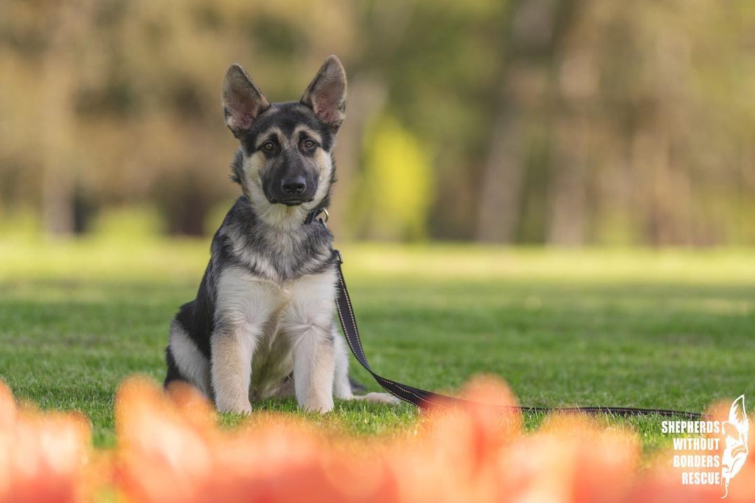 🐾🐾 Help our Shepherds Without Borders Fundraising Efforts via BottleDrop 🐾🐾
 
This holiday season, BottleDrop Give is contributing up to $65,000 to their Blue Bag Fundraisers through their 5th annual Holiday Give, and Shepherds Without Borders is registered! Full details are available on Bottle Drop’s Holiday Give page: https://www.bottledropcenters.com/holiday-give/
 
It is FREE to participate by collecting beverage containers with an Oregon refund value. Here’s how you can help Shepherds Without Borders receive a 20% match this year! There are TWO ways to participate:
 
Order/fill the provided Blue Bags with your empty containers and drop them off at any BottleDrop location or one of their partner retailers at your convenience. No waiting in those lines - just drop them at the 