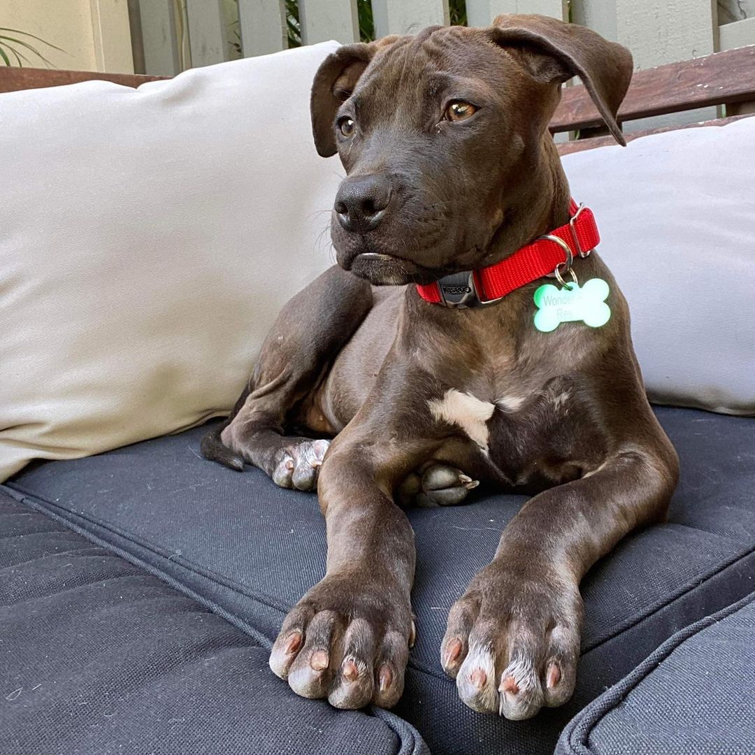 Introducing Polly ♥️ This 3 month old beauty is sweet, playful, and gentle. She has a lot of energy and will grow to be a big girl. Just look at those paws 🐾 We will be accepting applications for Polly very soon! Stay tuned for more updates.