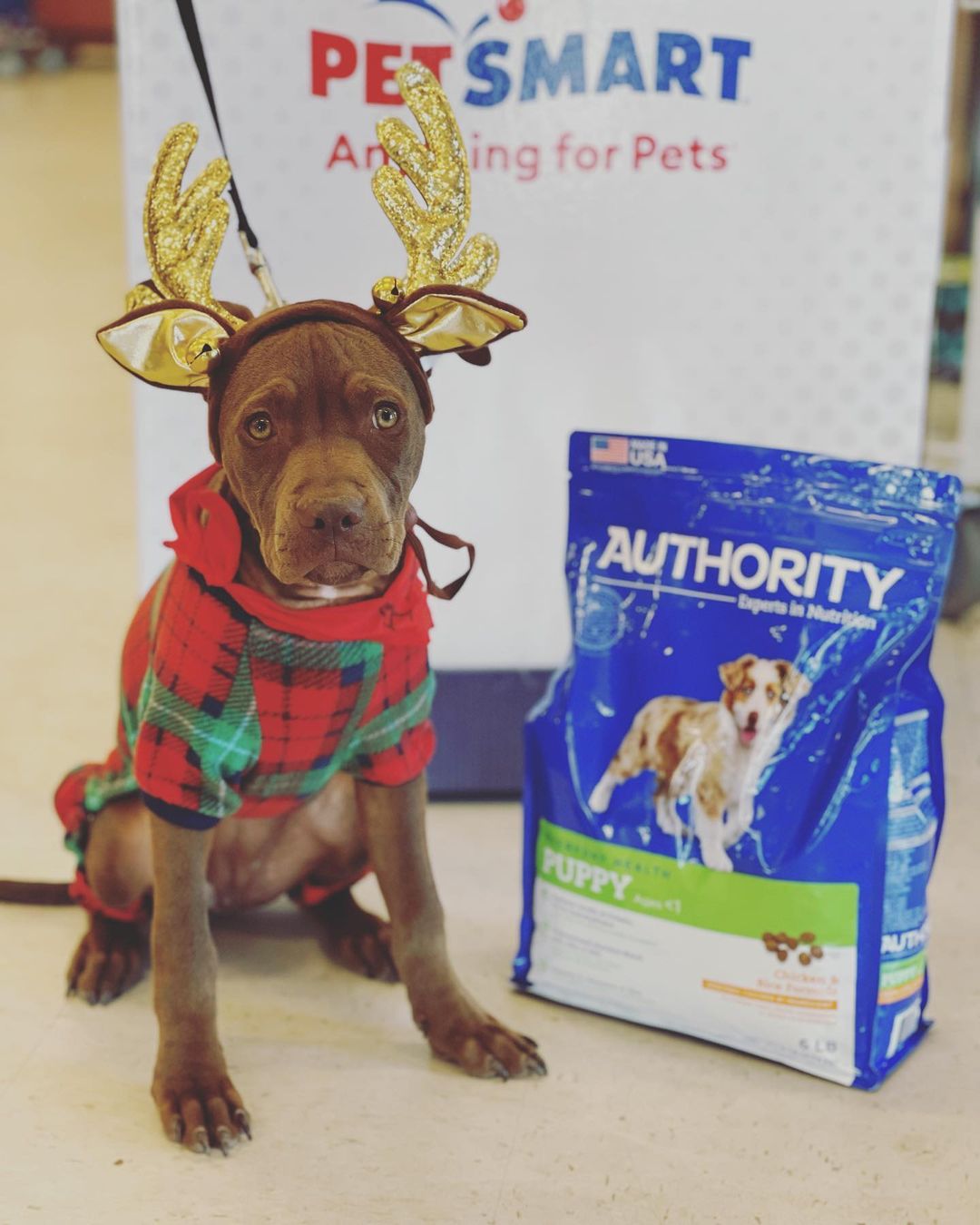 ADOPTED!! Bella is still available. She has had a lot of looks but no commitment. People have mentioned that Bella looks bigger in pictures, so here she is posed beside a 6 lb bag of dog food😊 Bella is a 5 month old, 18 lb pitty mix with a mellow, sweet personality💖 If interested in adopting Bella, please send us a message or email us at frankiegone2dogs@aol.com <a target='_blank' href='https://www.instagram.com/explore/tags/adoptdontshop/'>#adoptdontshop</a> <a target='_blank' href='https://www.instagram.com/explore/tags/rescue/'>#rescue</a> <a target='_blank' href='https://www.instagram.com/explore/tags/foster/'>#foster</a> <a target='_blank' href='https://www.instagram.com/explore/tags/volunteer/'>#volunteer</a> <a target='_blank' href='https://www.instagram.com/explore/tags/juniorhumanesociety/'>#juniorhumanesociety</a> <a target='_blank' href='https://www.instagram.com/explore/tags/puppylove/'>#puppylove</a> <a target='_blank' href='https://www.instagram.com/explore/tags/puppiesofinstagram/'>#puppiesofinstagram</a> <a target='_blank' href='https://www.instagram.com/explore/tags/pensacola/'>#pensacola</a>