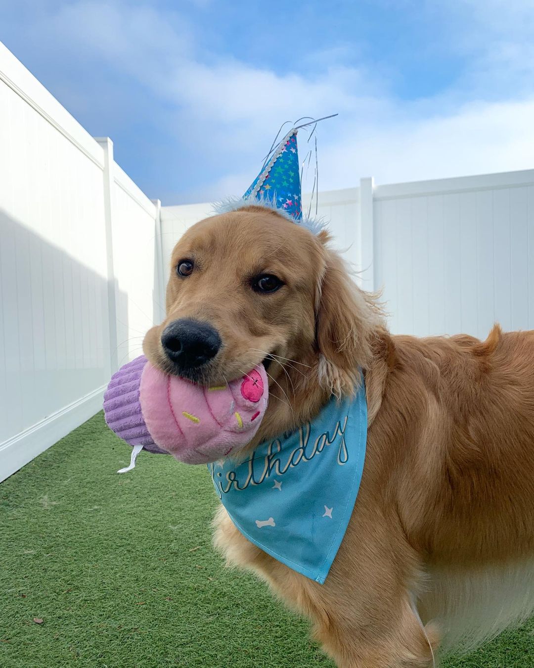 Happy first birthday Teddy! You’re such a sweet boy, thanks for letting us celebrate with you 🥳 hope you get lots of belly rubs and treats today!