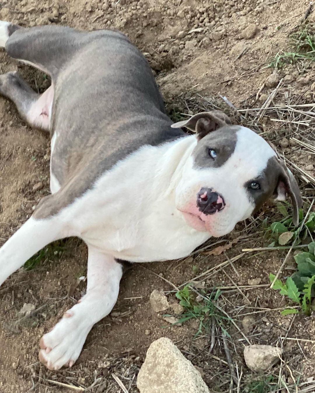 This so handsome 4.5 month pup is so ready for his new home!  NERO has been neutered, is fully vaccinated, house-trained, wormed & microchipped. He is a true love who loves his belly rubs, will be the first to great and love on you. Truly a very special pup. If you are ready for the next love of your life, contact us got an Adoption Application 760-428-2044 (text w/email) or email us at: freedomrescue1@gmail.com