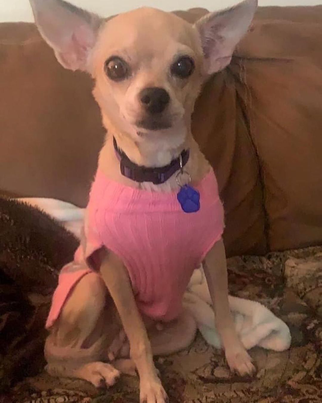 ADOPT LOLA!!

Lola’s a 14yo 12lb chi. She’s dog, cat and kid friendly. She is housebroken, enjoys a fenced in yard along with going for a walk. She needs potty walk prior to leaving the home if you know you will be gone for a few hours. She is sweet, calm and low energy. Her foster momma said, she loves cuddles and when she gets excited she does a happy dance where she kicks her feet back. Adorable to see.

Lola MUST have a home with NO toddlers, continue giving her allergy medication along with lubricant for her left eye which will need to be checked with your vet on occasion to determine how she is doing. If you DO NOT fit this please DO NOT put an application in. We will not call anyone not a fit. Also, we will be concentrating on local to foster applications 1st since home checks and meets with all humans and animals in home is needed at meet. Our fosters are all volunteers so aren’t always able to travel too far.

Lola’s uses lubricant for her left eye which may need to be used for her life to prevent further problems. She is on Apoquel for allergies. It is unknown if this will be a seasonal treatment or year-round. A trial off at various times of year will be helpful to determine that. If she is having an allergic itch exacerbation, she will keep you awake all night with her scratching. She also caused a hematoma on her right ear due to sever scratching. All will need to be discussed with your vet. She is spayed, vaccinated, HW negative and microchipped. Currently fostered in Phila, PA. Apply at www.tprescue.org