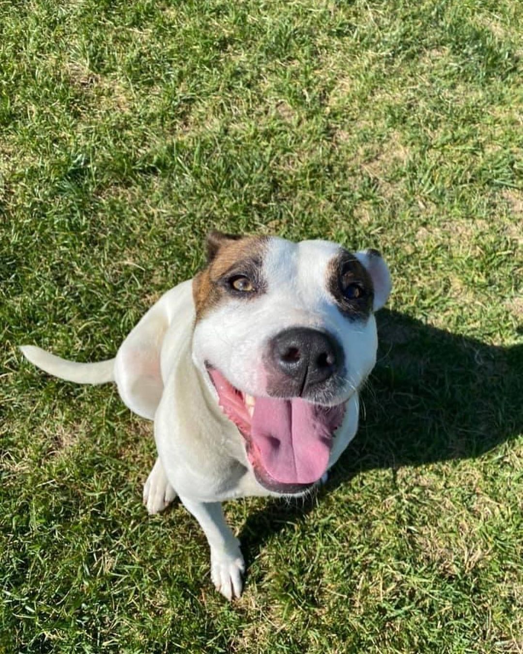 Hi! Hi! Hi! I'm Waffles, a cute name for a cute dog, don't you think?! If you want a dog with a joyful spirit, one that's ready to go on long walks or more active adventures, and one that loves people, you have found her. It's me, Waffles. If you want one with good manners, well . . . I'm working on it. 

I'm a wiggly, waggy, smiley girl most of the time. Look at the pictures! Once I get in a home, I'll slowly settle down and become your best lapdog. In fact, I want to be your only lapdog. I'm not crazy about other dogs so much. Cats either. I'm a little boisterous for all but older kids who have been taught to respect dogs.

I'm a strong medium-size girl. Shelter people are working with me to Sit, Down, Wait at doors and not pull on a leash, but I'd rather play and have FUN! They are determined, though, so I may be doing all those things when we meet.

We are going to meet, aren't we? Fill out an adoption application online and ask to meet Waffles. You will love my spirit! I will love you!