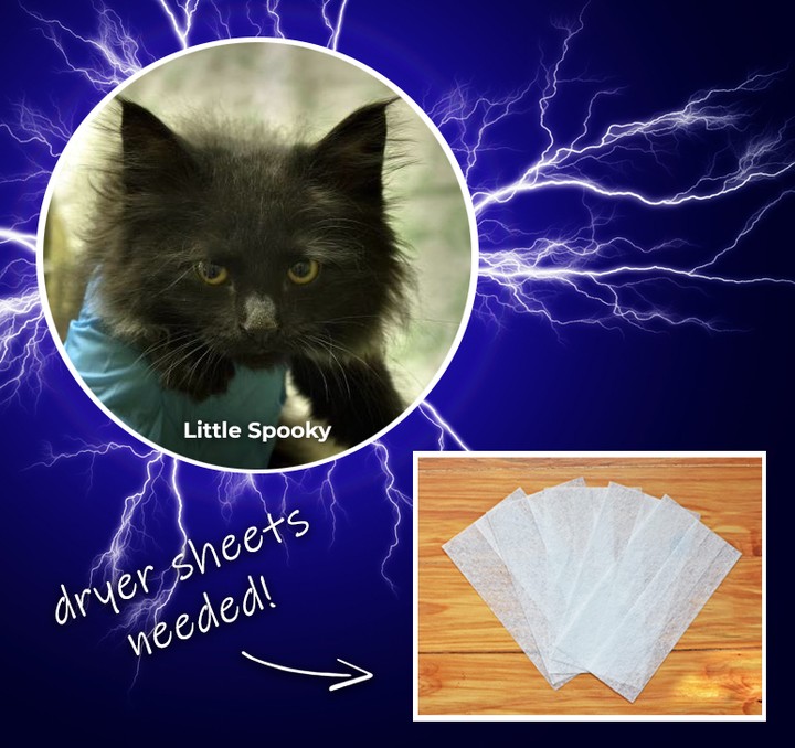 Little Spooky and his friends at the Richmond SPCA need your help – we are OUT of dryer sheets. That static electricity is no joke for our volunteers and staff doing laundry for the hundreds of pets in our care each day. 🙀

Please help us out by dropping off FRAGRANCE FREE dryer sheets at our Robins-Starr Humane Center (2519 Hermitage Road) or you can purchase them online and have them shipped directly to us using our Amazon wish list at the link in our profile.

Thank you! 💖