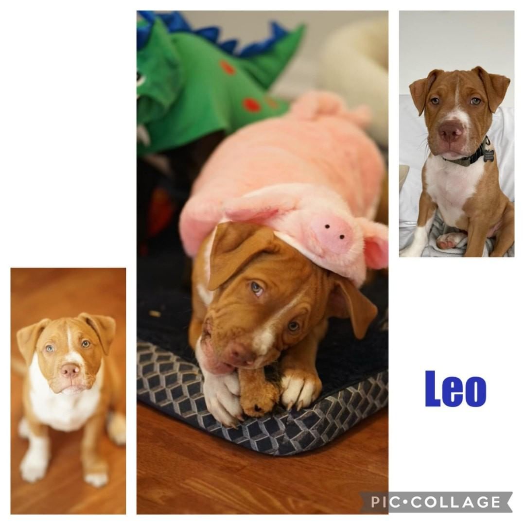 Stop by our PetSmart adoption event this Sunday, November 14th from 10 a.m. - 1 p.m. You might just find the perfect four-legged friend to add to your family. We will have a lot of sweet, adorable dogs that are looking to find their forever home. The dogs that will be in attendance are Gemini, Hermie, Leo, Vega, Hex, Qora, Lucky, Cool Whip, Dobby, Otter, Chipper and Malia.