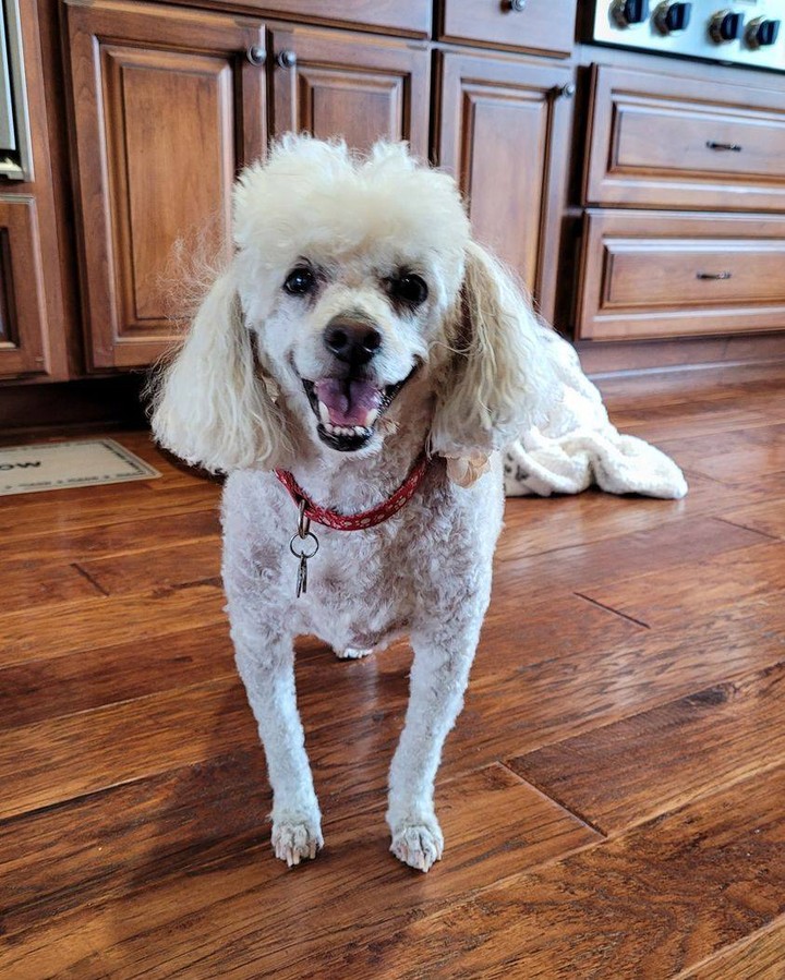 PART ONE of TWO: Happy is celebrating his SECOND Frostiversary!
 
Happy found himself at the shelter after his owner became ill. He stayed positive through it all and quickly after arriving at Frosted Faces caught the eye of volunteer Kerry. Check out what they have been up to:
 
“We try to celebrate every day with Happy! For Happy's Frostiversary, we plan on getting together with his fellow FF friends. But first, Happy will want to start his day out by going to Starbucks for his puppiccino. The local winery or the dog park will be on the list of places to go for the day. Happy is not picky on where he goes or what he does, as long as he is with his Mom.
 
We no longer dine out, unless the restaurant accommodates dogs. Happy goes everywhere we go, except for work. He has even been to the car dealerships when we have bought our new cars. Happy has to test the cars out as well!
 
Happy loves food!!! Puppiccinnos and treats from Kahoots Pet Food Store are his favorite! Favorite activities include car rides, as long as it's not going to the vet's office!!! Walking our neighborhood, as long as we get a lift back home because walking back home is no fun. But Happy's favorite place on Earth is Kahoot's! They all know him there and treat him as if he is royalty. They say Happy should be their mascot. Last Christmas, Happy gave the Kahoot's team members a box of chocolate candy and a Christmas card with his pic on it. The team members still have his picture card hanging up in their break room. Happy is just a Happy little dude and a Mama's boy.
<a target='_blank' href='https://www.instagram.com/explore/tags/ffhappy/'>#ffhappy</a> <a target='_blank' href='https://www.instagram.com/explore/tags/frostedfaces/'>#frostedfaces</a> <a target='_blank' href='https://www.instagram.com/explore/tags/seniordogsrock/'>#seniordogsrock</a>