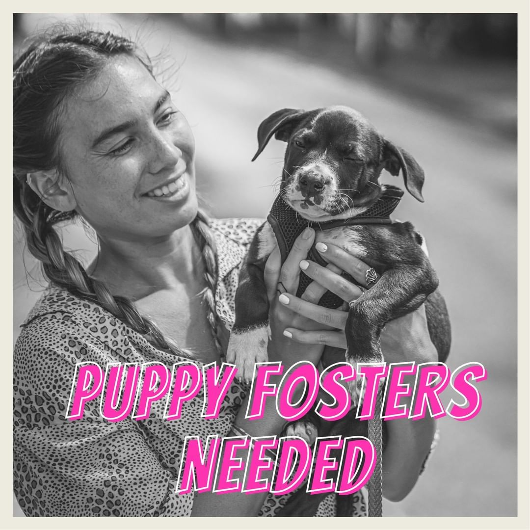 🐶 PUPPY FOSTERS NEEDED!!! 🐾

We have an increasing need for puppy fosters. All supplies and medical care provided. 
Must live in ▪️ Central Florida. ▪️

Questions❓ Send us a message or email: info@METTARescueFamily.org 

Ready for puppy kisses? 😘 Fill out a foster app through the link in our bio or here: https://mettarescuefamily.org/foster 
Our foster coordinator will reply via email. ✔️Please check your SPAM folder if you're not seeing a response!
.
.
.
.
.
.
.
.
<a target='_blank' href='https://www.instagram.com/explore/tags/puppyfosters/'>#puppyfosters</a> <a target='_blank' href='https://www.instagram.com/explore/tags/specialneedsrescue/'>#specialneedsrescue</a> <a target='_blank' href='https://www.instagram.com/explore/tags/disabledrescue/'>#disabledrescue</a> <a target='_blank' href='https://www.instagram.com/explore/tags/criticalcarerescue/'>#criticalcarerescue</a> <a target='_blank' href='https://www.instagram.com/explore/tags/urgentmedicalrescue/'>#urgentmedicalrescue</a> <a target='_blank' href='https://www.instagram.com/explore/tags/adopt/'>#adopt</a> <a target='_blank' href='https://www.instagram.com/explore/tags/foster/'>#foster</a> <a target='_blank' href='https://www.instagram.com/explore/tags/volunteer/'>#volunteer</a> <a target='_blank' href='https://www.instagram.com/explore/tags/donate/'>#donate</a> <a target='_blank' href='https://www.instagram.com/explore/tags/support/'>#support</a> <a target='_blank' href='https://www.instagram.com/explore/tags/share/'>#share</a> <a target='_blank' href='https://www.instagram.com/explore/tags/tag/'>#tag</a> <a target='_blank' href='https://www.instagram.com/explore/tags/501c3/'>#501c3</a> <a target='_blank' href='https://www.instagram.com/explore/tags/nonprofit/'>#nonprofit</a>  <a target='_blank' href='https://www.instagram.com/explore/tags/dogrescue/'>#dogrescue</a>  <a target='_blank' href='https://www.instagram.com/explore/tags/orlandodogrescue/'>#orlandodogrescue</a> <a target='_blank' href='https://www.instagram.com/explore/tags/rescuedog/'>#rescuedog</a> <a target='_blank' href='https://www.instagram.com/explore/tags/love/'>#love</a> <a target='_blank' href='https://www.instagram.com/explore/tags/rescue/'>#rescue</a>  <a target='_blank' href='https://www.instagram.com/explore/tags/family/'>#family</a> <a target='_blank' href='https://www.instagram.com/explore/tags/orlando/'>#orlando</a> <a target='_blank' href='https://www.instagram.com/explore/tags/orlandodogs/'>#orlandodogs</a> <a target='_blank' href='https://www.instagram.com/explore/tags/centralfloridarescue/'>#centralfloridarescue</a> <a target='_blank' href='https://www.instagram.com/explore/tags/allbreedrescue/'>#allbreedrescue</a> <a target='_blank' href='https://www.instagram.com/explore/tags/fosteringsaveslives/'>#fosteringsaveslives</a> <a target='_blank' href='https://www.instagram.com/explore/tags/dogsoforlando/'>#dogsoforlando</a>  <a target='_blank' href='https://www.instagram.com/explore/tags/animallovers/'>#animallovers</a> <a target='_blank' href='https://www.instagram.com/explore/tags/fosterdog/'>#fosterdog</a> <a target='_blank' href='https://www.instagram.com/explore/tags/doglover/'>#doglover</a>