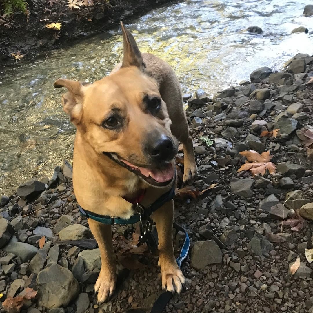 Jiggy, Royal, Akiles, Spot, Sasha, Phoebe, Amos, Sonny, and Skeeter are just a few of our adoptable dogs you can meet during open adoption hours today, Saturday from 12-3pm. 

Vela, Simon, and Fender who we have featured in previous posts, and have their adoption fees wavied, are also going to be here! 

You can also adopt cats, rabbits, guinea pigs, pigeons, and a pig! Check out the Adoptable Pets link in our bio to see them all.

<a target='_blank' href='https://www.instagram.com/explore/tags/adopt/'>#adopt</a> <a target='_blank' href='https://www.instagram.com/explore/tags/adoption/'>#adoption</a> <a target='_blank' href='https://www.instagram.com/explore/tags/adoptdontshop/'>#adoptdontshop</a>  <a target='_blank' href='https://www.instagram.com/explore/tags/shelterdogs/'>#shelterdogs</a> <a target='_blank' href='https://www.instagram.com/explore/tags/adoptashelterdog/'>#adoptashelterdog</a> <a target='_blank' href='https://www.instagram.com/explore/tags/adoptashelterpet/'>#adoptashelterpet</a> <a target='_blank' href='https://www.instagram.com/explore/tags/weeklyfluff/'>#weeklyfluff</a> <a target='_blank' href='https://www.instagram.com/explore/tags/pibble/'>#pibble</a> <a target='_blank' href='https://www.instagram.com/explore/tags/pibblesofinstagram/'>#pibblesofinstagram</a> <a target='_blank' href='https://www.instagram.com/explore/tags/pittie/'>#pittie</a> <a target='_blank' href='https://www.instagram.com/explore/tags/pittielove/'>#pittielove</a> <a target='_blank' href='https://www.instagram.com/explore/tags/puppies/'>#puppies</a> <a target='_blank' href='https://www.instagram.com/explore/tags/germanshepherd/'>#germanshepherd</a> <a target='_blank' href='https://www.instagram.com/explore/tags/doberman/'>#doberman</a> <a target='_blank' href='https://www.instagram.com/explore/tags/shepherd/'>#shepherd</a> <a target='_blank' href='https://www.instagram.com/explore/tags/fosteringsaveslives/'>#fosteringsaveslives</a> <a target='_blank' href='https://www.instagram.com/explore/tags/adoptaseniordog/'>#adoptaseniordog</a> <a target='_blank' href='https://www.instagram.com/explore/tags/bayareapets/'>#bayareapets</a> <a target='_blank' href='https://www.instagram.com/explore/tags/eastbay/'>#eastbay</a> <a target='_blank' href='https://www.instagram.com/explore/tags/oakland/'>#oakland</a> <a target='_blank' href='https://www.instagram.com/explore/tags/oaklandcalifornia/'>#oaklandcalifornia</a> <a target='_blank' href='https://www.instagram.com/explore/tags/adoptoakland/'>#adoptoakland</a> <a target='_blank' href='https://www.instagram.com/explore/tags/oaklanddogs/'>#oaklanddogs</a> <a target='_blank' href='https://www.instagram.com/explore/tags/oaklandanimalservices/'>#oaklandanimalservices</a>