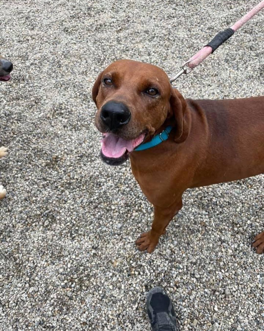 Bourbon is a 3 year old redbone coonhound mix, he weighs in at around 70 pounds. He is completely convinced he is a lapdog! He could benefit from some leash training, he is a strong boy. For more info on Bourbon, click the link in our bio <a target='_blank' href='https://www.instagram.com/explore/tags/adopt/'>#adopt</a> <a target='_blank' href='https://www.instagram.com/explore/tags/staf/'>#staf</a> <a target='_blank' href='https://www.instagram.com/explore/tags/dogsofcincy/'>#dogsofcincy</a> <a target='_blank' href='https://www.instagram.com/explore/tags/dogsofinstagram/'>#dogsofinstagram</a> <a target='_blank' href='https://www.instagram.com/explore/tags/houndmix/'>#houndmix</a> <a target='_blank' href='https://www.instagram.com/explore/tags/handsomeboy/'>#handsomeboy</a>