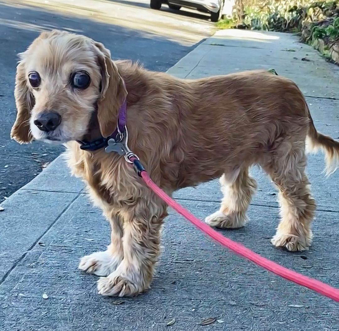 We are SO happy that Vesper is done with his ear surgeries!  Even though he is blind and deaf, his foster mom says he gets around well by using his sense of smell.  He can even find the doggie door to go potty outside, can you believe it? 

Vesper's recheck went well at the ophthalmologist and his eye pressures are in normal range (he has glaucoma and had an injection procedure to reduce the pressure).

Vesper is a senior fella looking for some truly special adopters to give him such an amazing third act in his life, that it can make up for his past, when humans broke his heart and neglected him for so long.

Are you that special someone that Vesper has been dreaming of?  If so, check out his bio at:

CampCocker.com/vesper

Be sure to tell serious adoption inquiries to check out the adoption process section at: 

CampCocker.com/adoptionprocess 

Would you like to make a small donation today to lend Vesper a helping paw with his medical bills?

Donating is super easy, right here:

https://donorbox.org/vesper-fb

Spread the word for Vesper!  As neglected as he has been by humans, he is still trusting and wagging his tail.  It just shows you what an amazing temperament he has. 

<a target='_blank' href='https://www.instagram.com/explore/tags/BlindDogsSeeWithTheirHeart/'>#BlindDogsSeeWithTheirHeart</a>

<a target='_blank' href='https://www.instagram.com/explore/tags/SaveADogChangeTheWorld/'>#SaveADogChangeTheWorld</a>

<a target='_blank' href='https://www.instagram.com/explore/tags/TeamVesper/'>#TeamVesper</a>