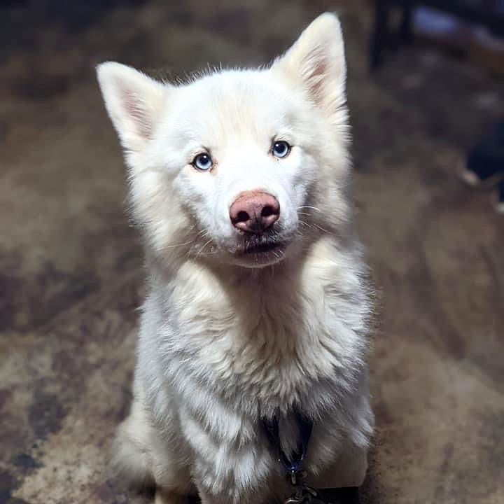 Everyone please take a moment to stare and appreciate how incredibly adorable Orinoco is! Orinoco, aka Orry, is a handsome and energetic boy with lots of love to give. He would be a perfect addition for a family looking to stay active. 
Orry is a little anxious in his crate but has done a good job when left to free roam his foster home. He prefers female dogs over male dogs. He knows basic commands and is eager to learn new manners and tricks with treats! He is potty trained. He enjoys car rides, walks, and he would prefer humans to not wear hoods because it’s scary if he can’t see your face! Will you give Orry a home? Check the link in our bio to apply today!

<a target='_blank' href='https://www.instagram.com/explore/tags/adoptdontshop/'>#adoptdontshop</a> <a target='_blank' href='https://www.instagram.com/explore/tags/adoptme/'>#adoptme</a> <a target='_blank' href='https://www.instagram.com/explore/tags/fosterdog/'>#fosterdog</a> <a target='_blank' href='https://www.instagram.com/explore/tags/huskyrescue/'>#huskyrescue</a> <a target='_blank' href='https://www.instagram.com/explore/tags/rescuehusky/'>#rescuehusky</a> <a target='_blank' href='https://www.instagram.com/explore/tags/siberianhusky/'>#siberianhusky</a> <a target='_blank' href='https://www.instagram.com/explore/tags/husky/'>#husky</a> <a target='_blank' href='https://www.instagram.com/explore/tags/available/'>#available</a>