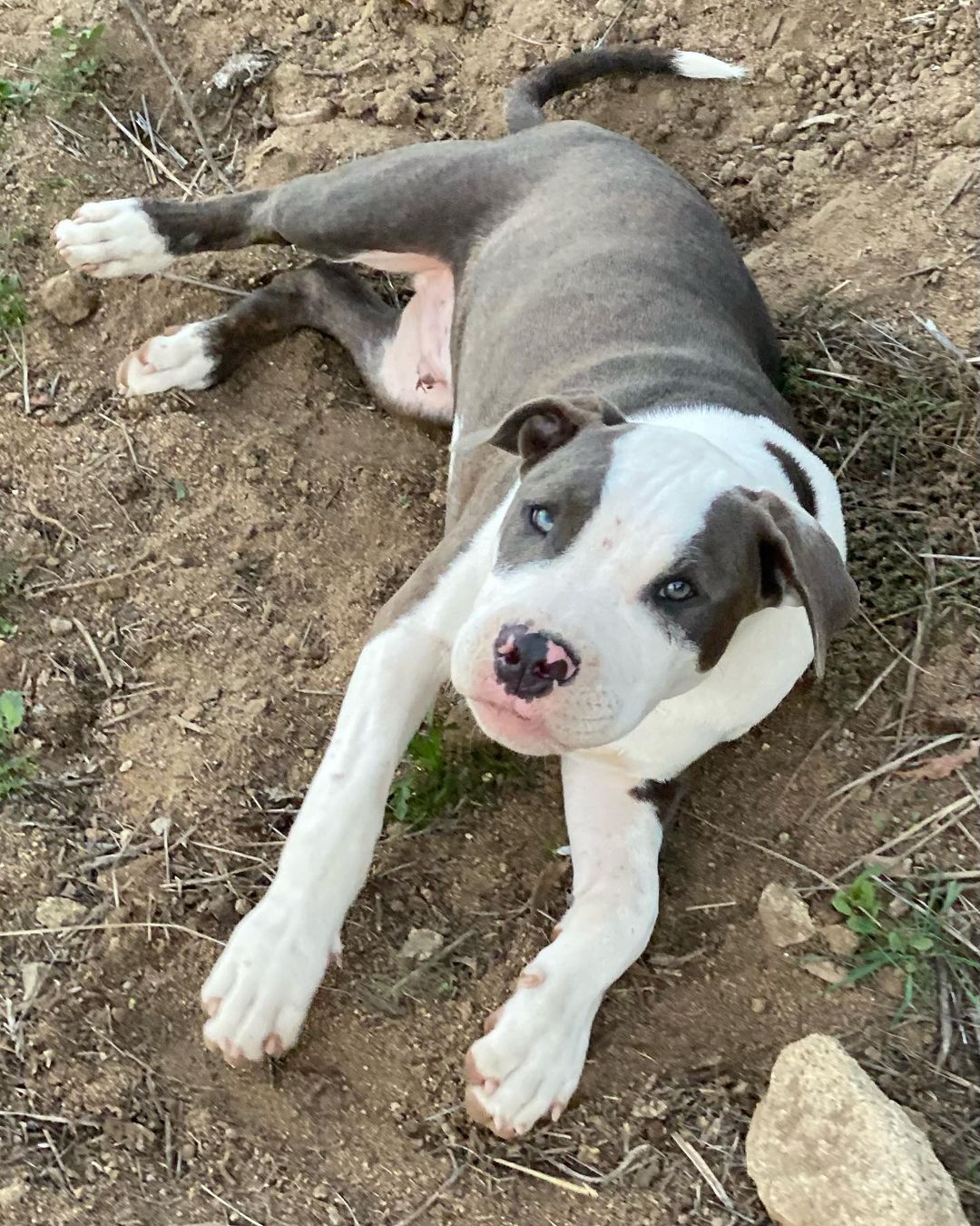 This so handsome 4.5 month pup is so ready for his new home!  NERO has been neutered, is fully vaccinated, house-trained, wormed & microchipped. He is a true love who loves his belly rubs, will be the first to great and love on you. Truly a very special pup. If you are ready for the next love of your life, contact us got an Adoption Application 760-428-2044 (text w/email) or email us at: freedomrescue1@gmail.com