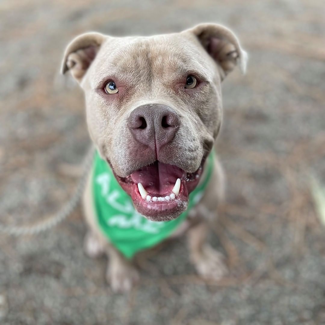 *** I will close my eyes and make a wish for my forever home, says Joey.***
HI! My name is Joey! 🥰I am a handsome 2-year-old Pitbull mix. I love my toys and will entertain myself for hours. I love water as well!
I am smart, energetic, and always on the lookout for a bit of entertainment!  I am very food motivated and you will love taking me to training classes and seeing me blossom. I' d love a new home with no children because I can be a bit rambunctious, but I could possibly live with another dog if it’s the right match. I would make a great jogging or hiking buddy!

Joey is waiting for an owner who will teach him to be a family dog with great manners! To schedule a meet and greet, please fill out the inquiry form here: https://form.jotform.com/211185927125051.
<a target='_blank' href='https://www.instagram.com/explore/tags/adopt/'>#adopt</a> <a target='_blank' href='https://www.instagram.com/explore/tags/ycasca/'>#ycasca</a> <a target='_blank' href='https://www.instagram.com/explore/tags/ycascares/'>#ycascares</a> <a target='_blank' href='https://www.instagram.com/explore/tags/ycasfriends/'>#ycasfriends</a> <a target='_blank' href='https://www.instagram.com/explore/tags/yolocountyanimalshelter/'>#yolocountyanimalshelter</a> <a target='_blank' href='https://www.instagram.com/explore/tags/yolocountyanimalservices/'>#yolocountyanimalservices</a> <a target='_blank' href='https://www.instagram.com/explore/tags/yolo/'>#yolo</a> <a target='_blank' href='https://www.instagram.com/explore/tags/yolocounty/'>#yolocounty</a> <a target='_blank' href='https://www.instagram.com/explore/tags/Pitbull/'>#Pitbull</a> <a target='_blank' href='https://www.instagram.com/explore/tags/pitbullofig/'>#pitbullofig</a> <a target='_blank' href='https://www.instagram.com/explore/tags/davisca/'>#davisca</a> <a target='_blank' href='https://www.instagram.com/explore/tags/daviscali/'>#daviscali</a> <a target='_blank' href='https://www.instagram.com/explore/tags/Sacramento365/'>#Sacramento365</a> <a target='_blank' href='https://www.instagram.com/explore/tags/sacramentocalifornia/'>#sacramentocalifornia</a> <a target='_blank' href='https://www.instagram.com/explore/tags/WestSacramento/'>#WestSacramento</a> <a target='_blank' href='https://www.instagram.com/explore/tags/WestSacramento/'>#WestSacramento</a> <a target='_blank' href='https://www.instagram.com/explore/tags/westsacfun/'>#westsacfun</a> <a target='_blank' href='https://www.instagram.com/explore/tags/westsac/'>#westsac</a>  <a target='_blank' href='https://www.instagram.com/explore/tags/doggy/'>#doggy</a> <a target='_blank' href='https://www.instagram.com/explore/tags/doggo/'>#doggo</a> <a target='_blank' href='https://www.instagram.com/explore/tags/pitmixlove/'>#pitmixlove</a> <a target='_blank' href='https://www.instagram.com/explore/tags/pitmixrescue/'>#pitmixrescue</a> <a target='_blank' href='https://www.instagram.com/explore/tags/closemyeyesandmakeawish/'>#closemyeyesandmakeawish</a> <a target='_blank' href='https://www.instagram.com/explore/tags/makeawish/'>#makeawish</a> <a target='_blank' href='https://www.instagram.com/explore/tags/foreverhome/'>#foreverhome</a> <a target='_blank' href='https://www.instagram.com/explore/tags/lookingforafureverhome/'>#lookingforafureverhome</a>