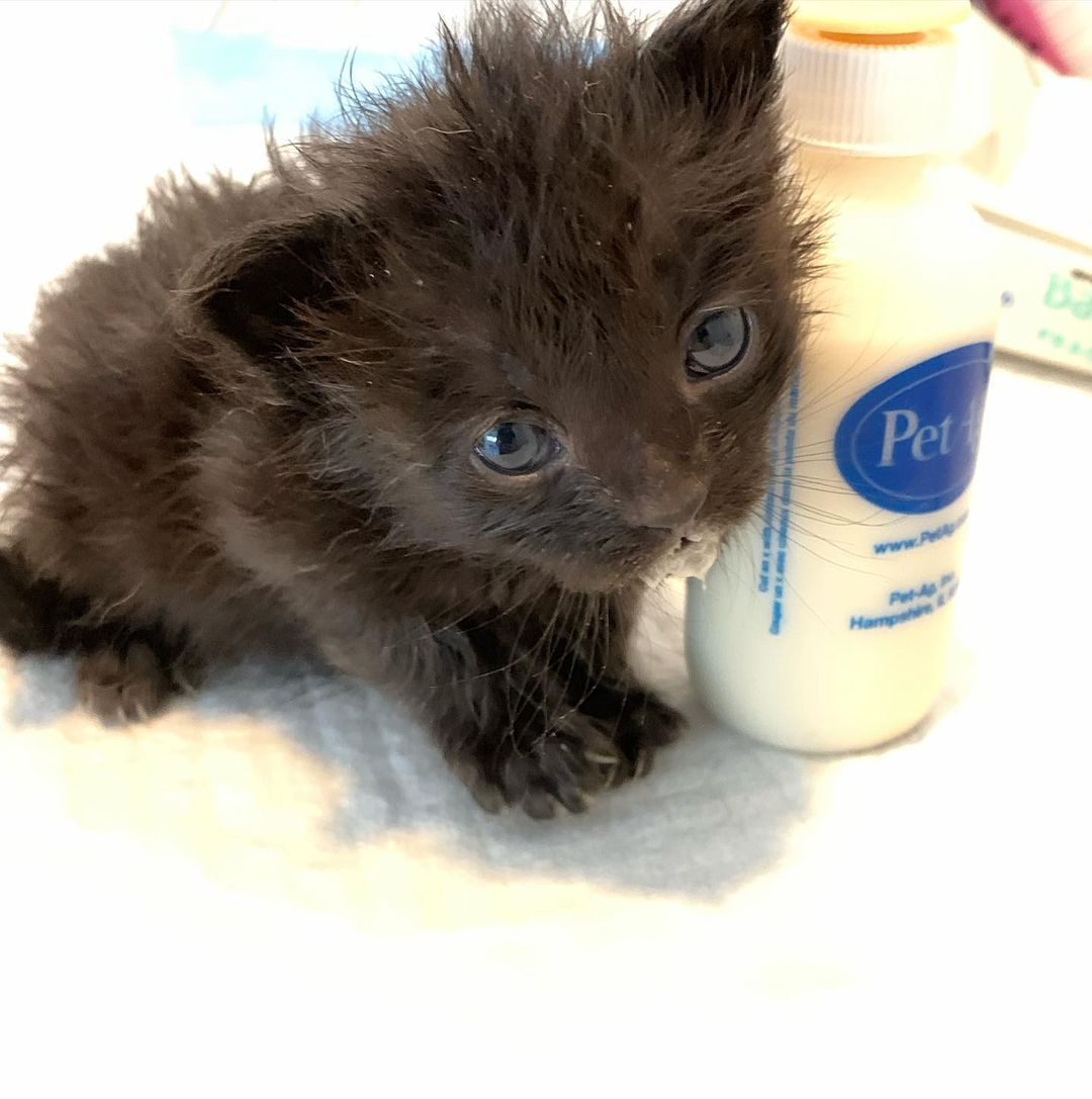 Bear is one of Snowy Owl’s smaller sisters 🐻 She is doing great after a tough few days with her one eye badly infected. After eye meds and warm compress we can see those beautiful blue eyes! She loves her 🍼and is gaining weight steadily . 🐭🦊🐺🦉🐧🐻