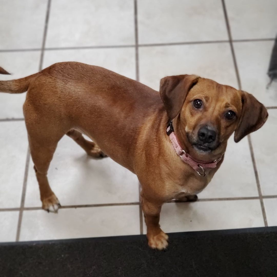 Who doesn't love Chocolate?!

Chocolate is a 1year old spayed female Beagle mix, weighing about 30lbs. 

Chocolate is super loving and an extremely cuddly companion. She is looking for a home with another dog to help her along with her confidence. She loves going for walks, playing at the dog park, and as many toys as she can get a hold of. She has energy to burn and will stay within a tongue length away from her person while at home.  She loves to play with all dogs and cats but can also stay busy with toys all by herself. New things make her nervous so she depends on her siblings to show her what is ok and what to actually be cautious of. She is still working on some basic commands and to stay at a distance when humans are eating. She is a very pretty girl that pictures don’t do justice, so you'll have to meet her in person!

<a target='_blank' href='https://www.instagram.com/explore/tags/adoptdontshop/'>#adoptdontshop</a>
<a target='_blank' href='https://www.instagram.com/explore/tags/luckymuttswi/'>#luckymuttswi</a>
<a target='_blank' href='https://www.instagram.com/explore/tags/rescuedogsmke/'>#rescuedogsmke</a>
<a target='_blank' href='https://www.instagram.com/explore/tags/doglovers/'>#doglovers</a>
<a target='_blank' href='https://www.instagram.com/explore/tags/rescuedogsofinstagram/'>#rescuedogsofinstagram</a>
<a target='_blank' href='https://www.instagram.com/explore/tags/sweetpup/'>#sweetpup</a>
<a target='_blank' href='https://www.instagram.com/explore/tags/mke/'>#mke</a>
<a target='_blank' href='https://www.instagram.com/explore/tags/mkepup/'>#mkepup</a>
<a target='_blank' href='https://www.instagram.com/explore/tags/wisconsinrescue/'>#wisconsinrescue</a>
<a target='_blank' href='https://www.instagram.com/explore/tags/lovedogs/'>#lovedogs</a>
<a target='_blank' href='https://www.instagram.com/explore/tags/rescue/'>#rescue</a>
<a target='_blank' href='https://www.instagram.com/explore/tags/foster/'>#foster</a>
<a target='_blank' href='https://www.instagram.com/explore/tags/adopt/'>#adopt</a>
<a target='_blank' href='https://www.instagram.com/explore/tags/dogsofinstagram/'>#dogsofinstagram</a>
<a target='_blank' href='https://www.instagram.com/explore/tags/dogrescue/'>#dogrescue</a>
<a target='_blank' href='https://www.instagram.com/explore/tags/beagle/'>#beagle</a>
<a target='_blank' href='https://www.instagram.com/explore/tags/chocolate/'>#chocolate</a>
<a target='_blank' href='https://www.instagram.com/explore/tags/cutie/'>#cutie</a>