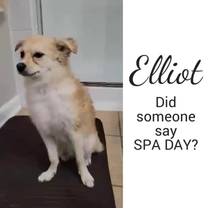 Elliot ❤️
This adorable adoptable 12 pound Chi/Pom mix enjoys his walks, playing with toys, and being with his person, and his silky wavy coat has grown in so beautifully - maybe because he takes such good care of it? 🤣

For more on Elliot click here https://www.petfinder.com/dog/elliot-52946281/nc/greensboro/hart-2-heart-rescue-nc796/?referrer_id=fc5d3587-8044-48f9-9603-0d3aa66f75b0 and if you’re interested in adopting him please email H2HAdoptions@gmail.com.  A fenced yard is required and our adoption area is North and South Carolina and most of Virginia. 
~ Hart-2-Heart Rescue, Greensboro, NC