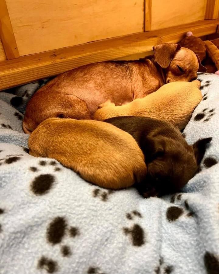 Good night from the sleeping beauty family 💙🥱😴🐾