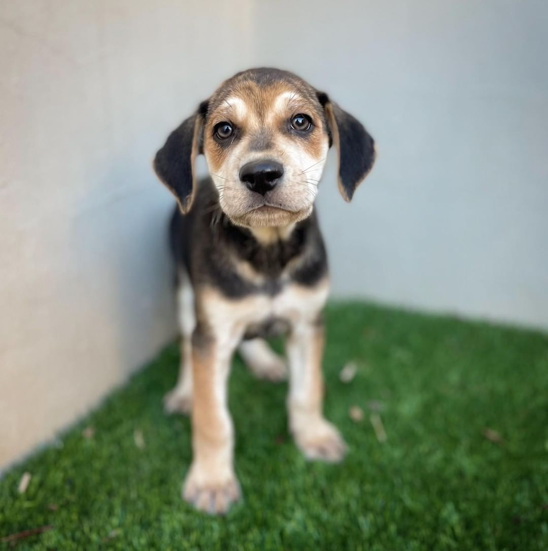 Rooter is a gentle puppy that loves to be held! He has a silly personality and will smother you in puppy kisses. 

Adoption applications for this gorgeous boy can be found on our website www.hillcountryspca.com