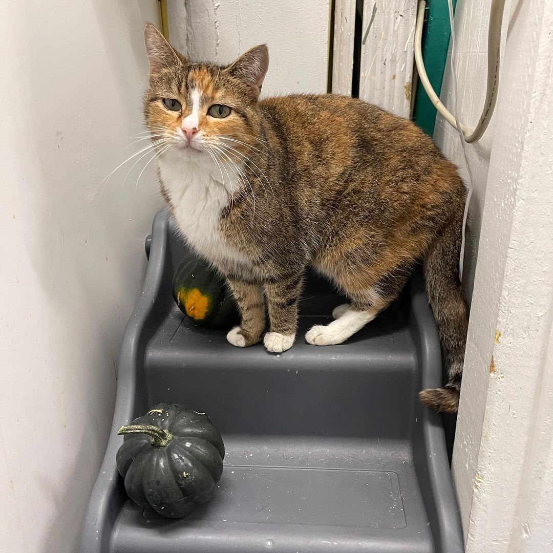 Meet Brie, an exquisite Calico who loves to be held. She is a bonded sister pair who need to be adopted together. Come to the Cat Adoption Center and give the sweet sisters some love 💕 
🕒 Weekday 5:30-8pm Weekend, noon-5