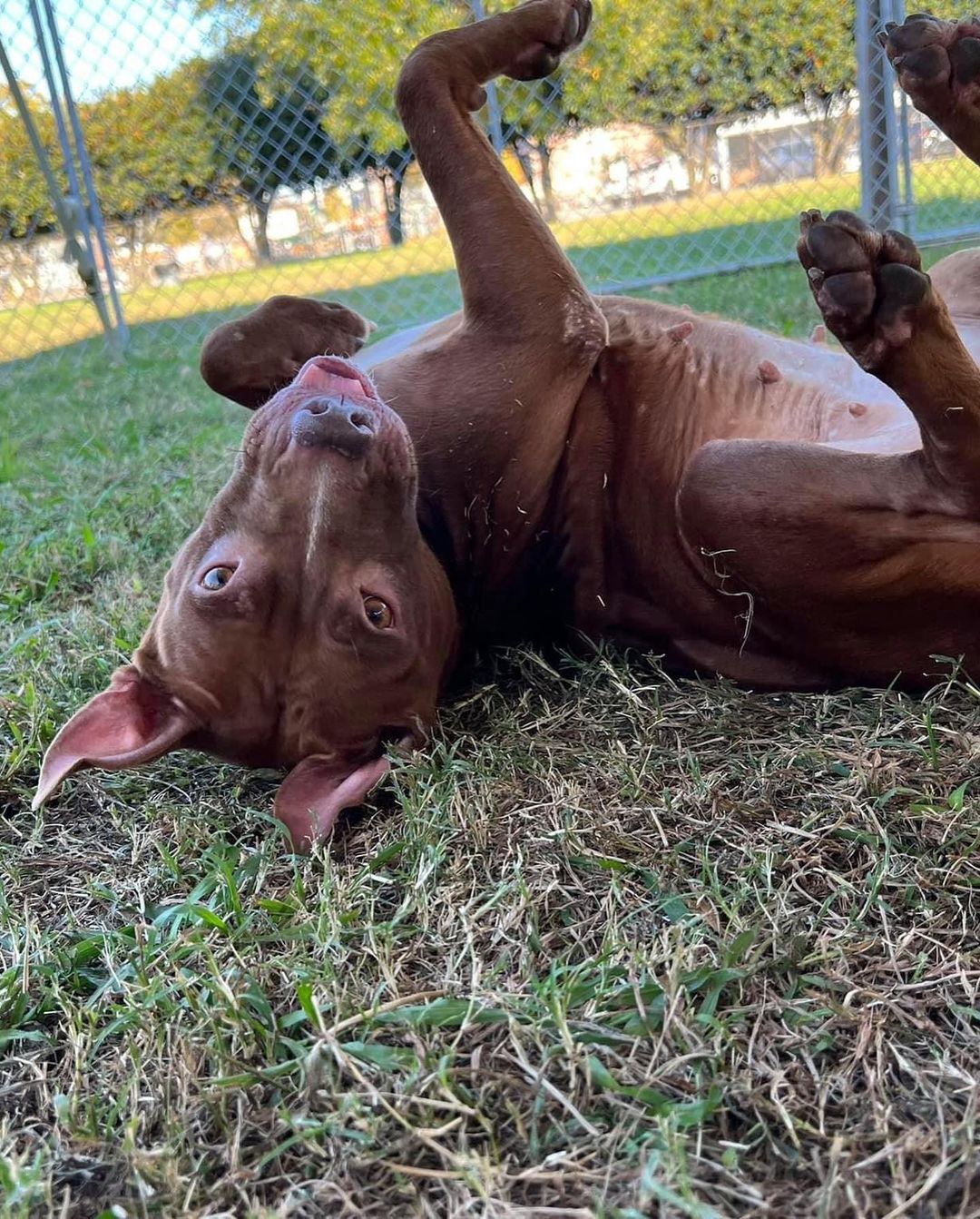 💙💚 ADOPTABLE DOG: ZOE 💚💙 This ultra cute chocolate coated Pitbull mix is spayed, microchipped, and ready for her forever home. Zoe is potty trained and knows basic commands like “sit.” She is affectionate and so very silly, but can get overstimulated easily and play a little rough. (because of this we think she would do best with older children) This pint sized girl can’t wait until she gets to go home. Have room at your table for one more? Adopt Zoe!

<a target='_blank' href='https://www.instagram.com/explore/tags/adoptnacc/'>#adoptnacc</a> <a target='_blank' href='https://www.instagram.com/explore/tags/fosternacc/'>#fosternacc</a> 
☎️ 757-441-5505
📧 nacc@norfolk.gov
📍 5585 Sabre Road Norfolk, Virginia 23502