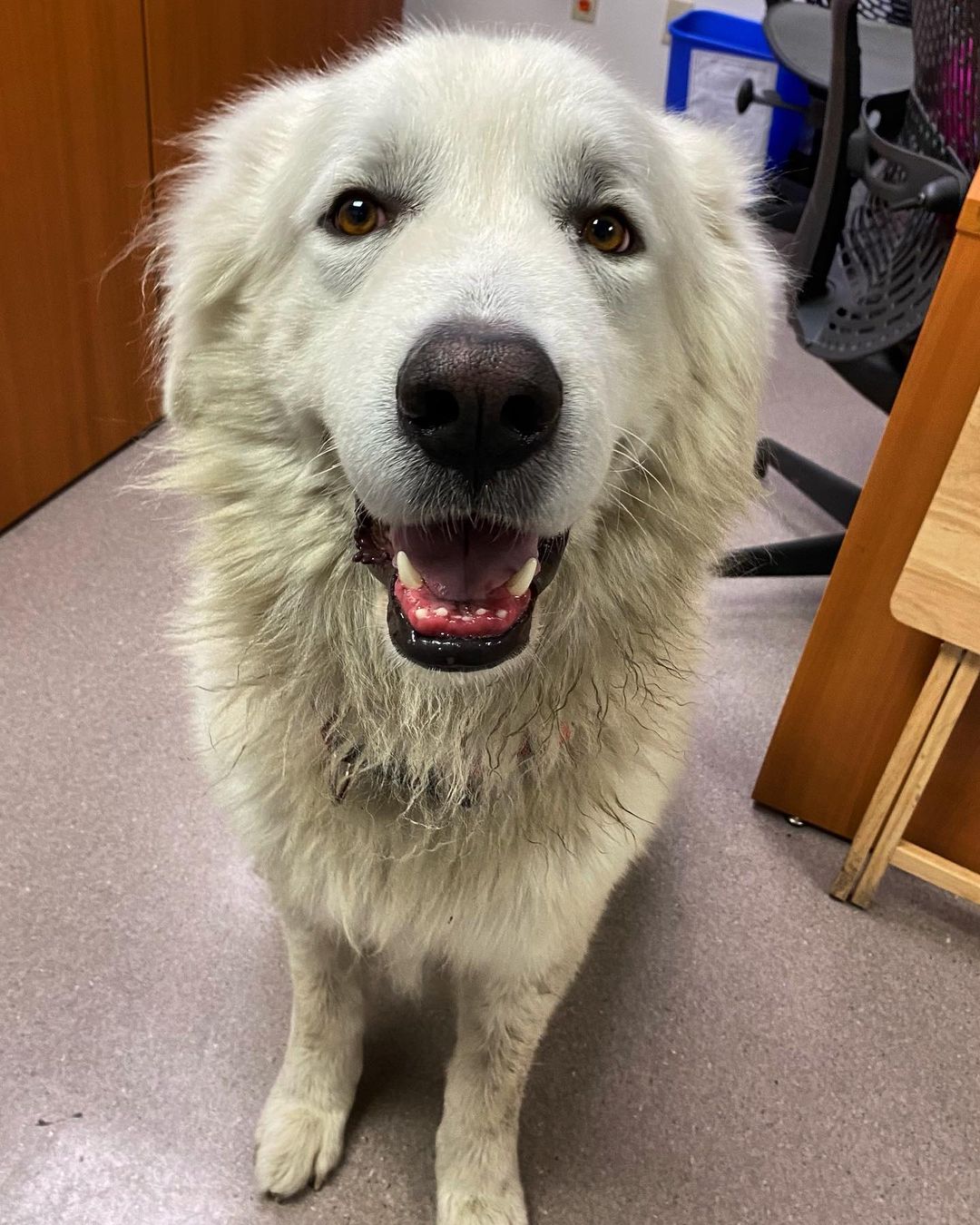 Kumo thinks it’s going to be a great day for adoptions! Stop by the Shelter to say hello today from 10am to 5pm. You won’t want to miss this good boy! <a target='_blank' href='https://www.instagram.com/explore/tags/rescue/'>#rescue</a> <a target='_blank' href='https://www.instagram.com/explore/tags/adopt/'>#adopt</a> <a target='_blank' href='https://www.instagram.com/explore/tags/mountaindog/'>#mountaindog</a> <a target='_blank' href='https://www.instagram.com/explore/tags/greatpyrenees/'>#greatpyrenees</a>