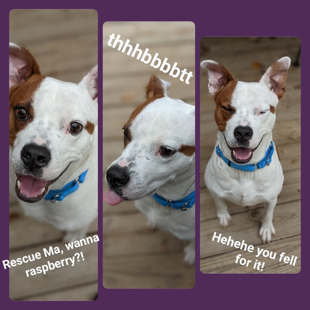 Cane did a funny.

This goober is a 3 year old, smaller medium sized dog. Cane is SUCH a silly dog who loves to run and play. When he gets excited, he does the tippy tappies! We have unofficially diagnosed Cane with ADHD 🐿️ because his attention spa....Did you see that big butterfly?! What were we talking about? 

Oh, yes. Cane. He's fun to train, but mostly because it's always a toss up of what/who will win his attention over training. However, he is very much so a lover and enjoys cuddling or sitting with his people.

Cane is ready to move to a foster or foster to adopt home. We want Cane to continue training to help control his stranger danger as he tends to want to protect his people. Therefore, we need a foster or foster to adopt home in the Triad area. 

Having Cane around is VERY entertaining and rewarding, so we hope someone will see how special he is. 
He is:
🐕Dog friendly with dogs his size or bigger
🙅‍♂️ No kitties
🧒 He'd be fine with older children (he loves the 9 year old Mini Director he currently lives with)

Currently in Butner, NC

<a target='_blank' href='https://www.instagram.com/explore/tags/dog/'>#dog</a> <a target='_blank' href='https://www.instagram.com/explore/tags/puppy/'>#puppy</a> <a target='_blank' href='https://www.instagram.com/explore/tags/pup/'>#pup</a> <a target='_blank' href='https://www.instagram.com/explore/tags/cute/'>#cute</a> <a target='_blank' href='https://www.instagram.com/explore/tags/eyes/'>#eyes</a> <a target='_blank' href='https://www.instagram.com/explore/tags/dogs_of_instagram/'>#dogs_of_instagram</a> <a target='_blank' href='https://www.instagram.com/explore/tags/pet/'>#pet</a> <a target='_blank' href='https://www.instagram.com/explore/tags/petstagram/'>#petstagram</a> <a target='_blank' href='https://www.instagram.com/explore/tags/dogsitting/'>#dogsitting</a> <a target='_blank' href='https://www.instagram.com/explore/tags/dogsofinstagram/'>#dogsofinstagram</a> <a target='_blank' href='https://www.instagram.com/explore/tags/ilovemydog/'>#ilovemydog</a> <a target='_blank' href='https://www.instagram.com/explore/tags/instagramdogs/'>#instagramdogs</a> <a target='_blank' href='https://www.instagram.com/explore/tags/dogstagram/'>#dogstagram</a> <a target='_blank' href='https://www.instagram.com/explore/tags/dogoftheday/'>#dogoftheday</a> <a target='_blank' href='https://www.instagram.com/explore/tags/lovedogs/'>#lovedogs</a> <a target='_blank' href='https://www.instagram.com/explore/tags/carolinacanines/'>#carolinacanines</a> <a target='_blank' href='https://www.instagram.com/explore/tags/hound/'>#hound</a> <a target='_blank' href='https://www.instagram.com/explore/tags/adorable/'>#adorable</a> <a target='_blank' href='https://www.instagram.com/explore/tags/doglover/'>#doglover</a> <a target='_blank' href='https://www.instagram.com/explore/tags/instapuppy/'>#instapuppy</a> <a target='_blank' href='https://www.instagram.com/explore/tags/instadog/'>#instadog</a> <a target='_blank' href='https://www.instagram.com/explore/tags/pitbull/'>#pitbull</a> <a target='_blank' href='https://www.instagram.com/explore/tags/pitsofinstagram/'>#pitsofinstagram</a> <a target='_blank' href='https://www.instagram.com/explore/tags/adoptme/'>#adoptme</a> <a target='_blank' href='https://www.instagram.com/explore/tags/adoptdontshop/'>#adoptdontshop</a> <a target='_blank' href='https://www.instagram.com/explore/tags/nc/'>#nc</a> <a target='_blank' href='https://www.instagram.com/explore/tags/butner/'>#butner</a> <a target='_blank' href='https://www.instagram.com/explore/tags/durham/'>#durham</a> <a target='_blank' href='https://www.instagram.com/explore/tags/adopt/'>#adopt</a> <a target='_blank' href='https://www.instagram.com/explore/tags/dogphotography/'>#dogphotography</a>