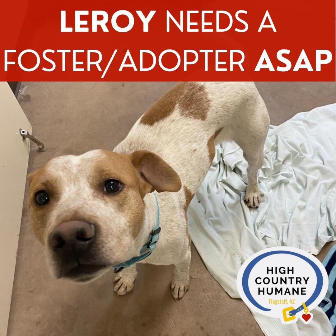 ⚠️ I AM DETERIORATING IN THE SHELTER I NEED YOUR HELP ⚠️

Leroy is a 2.5 year old who has been in the shelter non-stop since September. He is getting more sad & stressed by the day and really needs a home where he can decompress. A foster home would be AMAZING but and adopter would be even better! Let's get this boy out of here. 🚨

Here's some info about him: New people and places can be a little scary for Leroy so he's going to need a lot of patience getting to know you and learning his way around a new home. Once he gets to know you he is so loving and sweet. He gets along well with friendly dogs and loves to play.🐾❤️ At this time, we don't recommend young kids being in the home. 

CAN YOU HELP LEROY?
Email: foster@highcountryhumane.org
Call: 928-526-0742
Stop in: 11-5 everyday, no appointments necessary.

<a target='_blank' href='https://www.instagram.com/explore/tags/adoptdontshop/'>#adoptdontshop</a> <a target='_blank' href='https://www.instagram.com/explore/tags/dog/'>#dog</a> <a target='_blank' href='https://www.instagram.com/explore/tags/dogsofinstagram/'>#dogsofinstagram</a> <a target='_blank' href='https://www.instagram.com/explore/tags/dogstagram/'>#dogstagram</a> <a target='_blank' href='https://www.instagram.com/explore/tags/instadog/'>#instadog</a> <a target='_blank' href='https://www.instagram.com/explore/tags/doglover/'>#doglover</a> <a target='_blank' href='https://www.instagram.com/explore/tags/cute/'>#cute</a> <a target='_blank' href='https://www.instagram.com/explore/tags/doglovers/'>#doglovers</a> <a target='_blank' href='https://www.instagram.com/explore/tags/doglife/'>#doglife</a> <a target='_blank' href='https://www.instagram.com/explore/tags/pets/'>#pets</a> <a target='_blank' href='https://www.instagram.com/explore/tags/dogsofinsta/'>#dogsofinsta</a> <a target='_blank' href='https://www.instagram.com/explore/tags/animals/'>#animals</a> <a target='_blank' href='https://www.instagram.com/explore/tags/doggy/'>#doggy</a> <a target='_blank' href='https://www.instagram.com/explore/tags/petstagram/'>#petstagram</a> <a target='_blank' href='https://www.instagram.com/explore/tags/petsofinstagram/'>#petsofinstagram</a> <a target='_blank' href='https://www.instagram.com/explore/tags/doglove/'>#doglove</a> <a target='_blank' href='https://www.instagram.com/explore/tags/adoptabledogsofinstagram/'>#adoptabledogsofinstagram</a> <a target='_blank' href='https://www.instagram.com/explore/tags/adoptabledogs/'>#adoptabledogs</a> <a target='_blank' href='https://www.instagram.com/explore/tags/rescuedogs/'>#rescuedogs</a> <a target='_blank' href='https://www.instagram.com/explore/tags/rescuedogsofinstagram/'>#rescuedogsofinstagram</a>  <a target='_blank' href='https://www.instagram.com/explore/tags/animalshelter/'>#animalshelter</a> <a target='_blank' href='https://www.instagram.com/explore/tags/animalrescue/'>#animalrescue</a> <a target='_blank' href='https://www.instagram.com/explore/tags/humanesociety/'>#humanesociety</a> <a target='_blank' href='https://www.instagram.com/explore/tags/highcountryhumane/'>#highcountryhumane</a> <a target='_blank' href='https://www.instagram.com/explore/tags/flagstaff/'>#flagstaff</a> <a target='_blank' href='https://www.instagram.com/explore/tags/flagstaffarizona/'>#flagstaffarizona</a> <a target='_blank' href='https://www.instagram.com/explore/tags/arizona/'>#arizona</a>