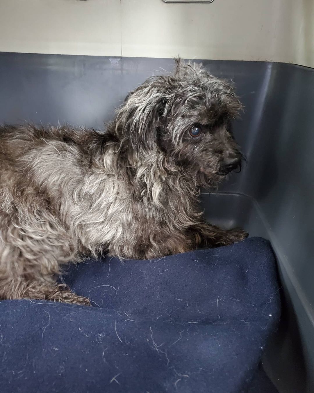 We did a huge intake this week of 40 dogs...33 from a hoarding situation and 7 from a byb situation.  We are in need of reliable, fearful dog experienced foster homes with fully fenced, escape proof yards. No apartments unless you have a ground floor with access to a small fenced yard. 
Adult homes only. 

These dogs have lived without access to leash walks so need to be re-trained to walk on a leash in a safe enclosed area, otherwise they will bolt.  Some of them are very friendly but need a refresher on what life used to be before they ended up in a hoarding situation.  Most are scared and do not fully trust yet, but they will absolutely come out of their shell in quiet, calm foster homes where they can receive one on one attention ..

Not all the dog's photos are posted here. 
Please save a life by fostering one of these deserving dogs. Please don't ask if there's a certain breed to foster.  Just help any of them because they all need help. Send an email to contact.lmhs@gmail.com to inquire.

Fostering is temporary, you help them become more adoptable.  You provide love, training, treats.  We provide the vetting and food. We do need fosters to transport to vet Appointments if able..

This 40 dog save is going to cost us a fortune on vet bills, if you can't foster, please consider making a donation towards their care..

Your donations are tax deductible 
Link on Bio.

<a target='_blank' href='https://www.instagram.com/explore/tags/hoarder/'>#hoarder</a> <a target='_blank' href='https://www.instagram.com/explore/tags/hoardingdogs/'>#hoardingdogs</a> <a target='_blank' href='https://www.instagram.com/explore/tags/savealife/'>#savealife</a> <a target='_blank' href='https://www.instagram.com/explore/tags/fosteringsaveslives/'>#fosteringsaveslives</a> <a target='_blank' href='https://www.instagram.com/explore/tags/foster/'>#foster</a> <a target='_blank' href='https://www.instagram.com/explore/tags/rescue/'>#rescue</a> <a target='_blank' href='https://www.instagram.com/explore/tags/love/'>#love</a> <a target='_blank' href='https://www.instagram.com/explore/tags/compassion/'>#compassion</a> <a target='_blank' href='https://www.instagram.com/explore/tags/rescuedogs/'>#rescuedogs</a> <a target='_blank' href='https://www.instagram.com/explore/tags/rescuedogsofinstagram/'>#rescuedogsofinstagram</a>🐾
<a target='_blank' href='https://www.instagram.com/explore/tags/dogs/'>#dogs</a> <a target='_blank' href='https://www.instagram.com/explore/tags/dogsofinstagram/'>#dogsofinstagram</a> <a target='_blank' href='https://www.instagram.com/explore/tags/donate/'>#donate</a> <a target='_blank' href='https://www.instagram.com/explore/tags/support/'>#support</a> <a target='_blank' href='https://www.instagram.com/explore/tags/dhanamettarescuesociety/'>#dhanamettarescuesociety</a>
<a target='_blank' href='https://www.instagram.com/explore/tags/lowermainlandhumanesociety/'>#lowermainlandhumanesociety</a>
