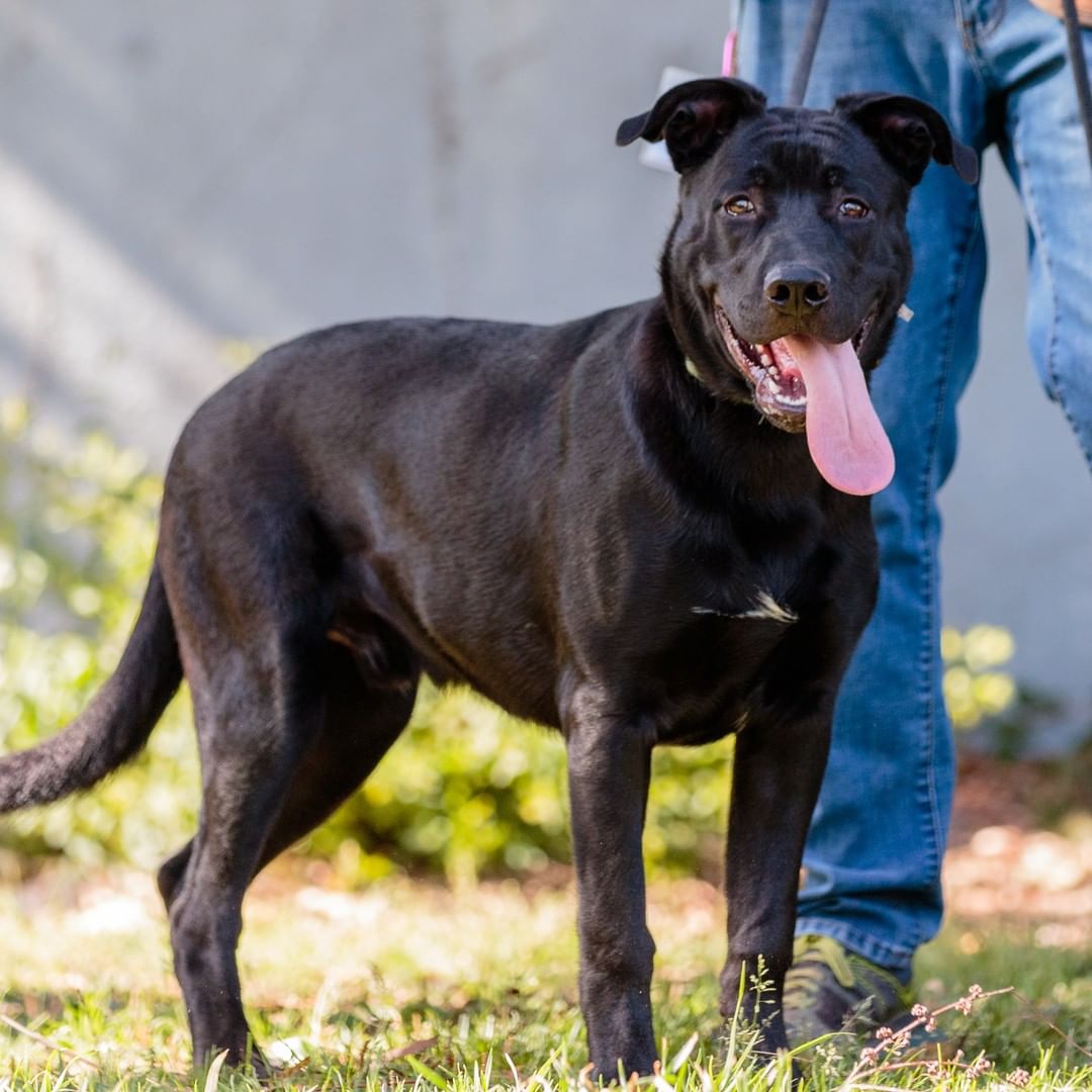 Jiggy, Royal, Akiles, Spot, Sasha, Phoebe, Amos, Sonny, and Skeeter are just a few of our adoptable dogs you can meet during open adoption hours today, Saturday from 12-3pm. 

Vela, Simon, and Fender who we have featured in previous posts, and have their adoption fees wavied, are also going to be here! 

You can also adopt cats, rabbits, guinea pigs, pigeons, and a pig! Check out the Adoptable Pets link in our bio to see them all.

<a target='_blank' href='https://www.instagram.com/explore/tags/adopt/'>#adopt</a> <a target='_blank' href='https://www.instagram.com/explore/tags/adoption/'>#adoption</a> <a target='_blank' href='https://www.instagram.com/explore/tags/adoptdontshop/'>#adoptdontshop</a>  <a target='_blank' href='https://www.instagram.com/explore/tags/shelterdogs/'>#shelterdogs</a> <a target='_blank' href='https://www.instagram.com/explore/tags/adoptashelterdog/'>#adoptashelterdog</a> <a target='_blank' href='https://www.instagram.com/explore/tags/adoptashelterpet/'>#adoptashelterpet</a> <a target='_blank' href='https://www.instagram.com/explore/tags/weeklyfluff/'>#weeklyfluff</a> <a target='_blank' href='https://www.instagram.com/explore/tags/pibble/'>#pibble</a> <a target='_blank' href='https://www.instagram.com/explore/tags/pibblesofinstagram/'>#pibblesofinstagram</a> <a target='_blank' href='https://www.instagram.com/explore/tags/pittie/'>#pittie</a> <a target='_blank' href='https://www.instagram.com/explore/tags/pittielove/'>#pittielove</a> <a target='_blank' href='https://www.instagram.com/explore/tags/puppies/'>#puppies</a> <a target='_blank' href='https://www.instagram.com/explore/tags/germanshepherd/'>#germanshepherd</a> <a target='_blank' href='https://www.instagram.com/explore/tags/doberman/'>#doberman</a> <a target='_blank' href='https://www.instagram.com/explore/tags/shepherd/'>#shepherd</a> <a target='_blank' href='https://www.instagram.com/explore/tags/fosteringsaveslives/'>#fosteringsaveslives</a> <a target='_blank' href='https://www.instagram.com/explore/tags/adoptaseniordog/'>#adoptaseniordog</a> <a target='_blank' href='https://www.instagram.com/explore/tags/bayareapets/'>#bayareapets</a> <a target='_blank' href='https://www.instagram.com/explore/tags/eastbay/'>#eastbay</a> <a target='_blank' href='https://www.instagram.com/explore/tags/oakland/'>#oakland</a> <a target='_blank' href='https://www.instagram.com/explore/tags/oaklandcalifornia/'>#oaklandcalifornia</a> <a target='_blank' href='https://www.instagram.com/explore/tags/adoptoakland/'>#adoptoakland</a> <a target='_blank' href='https://www.instagram.com/explore/tags/oaklanddogs/'>#oaklanddogs</a> <a target='_blank' href='https://www.instagram.com/explore/tags/oaklandanimalservices/'>#oaklandanimalservices</a>