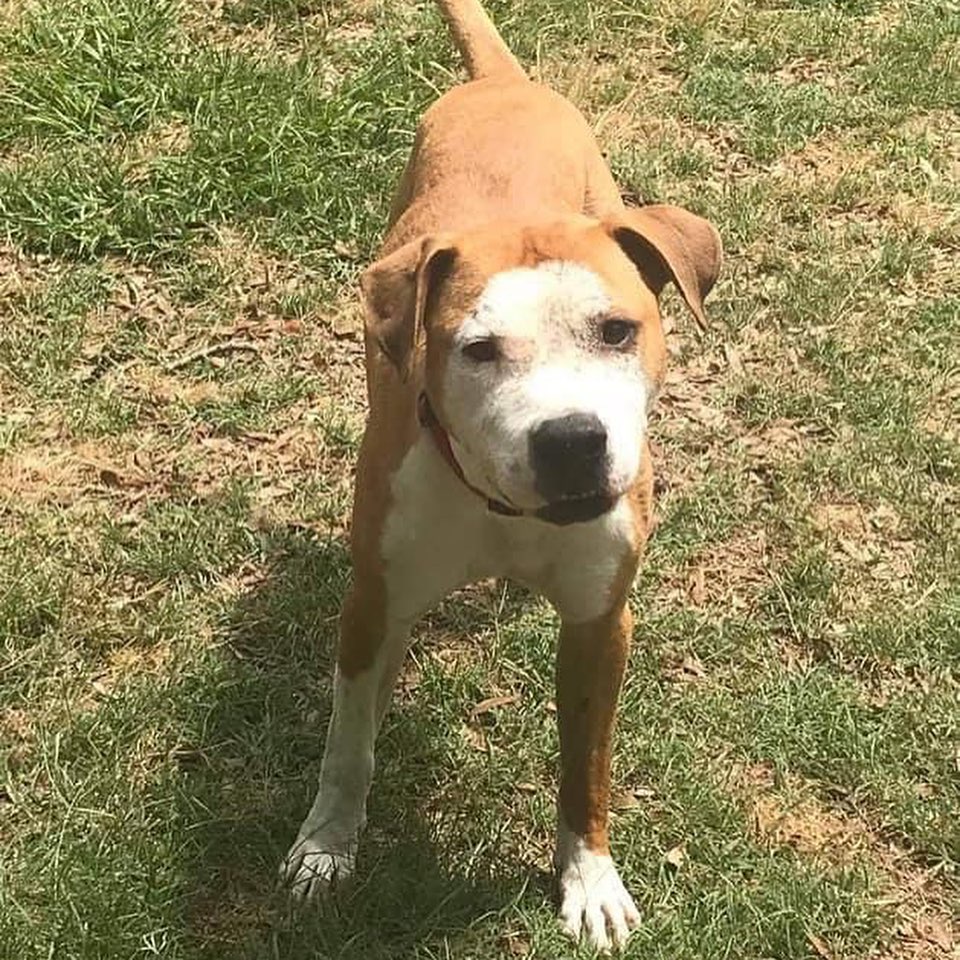 Everyone say hi to Ayden 👋

A good rescue friend of ours needed help finding this guy a home, so we took him under our rescue. Ayden is already UTD on all shots and neutered.

This goodest boii is a gem! He is SO VERY dog friendly with dogs of all sizes. He's currently in a foster home with a toothless Chihuahua who bosses him around 😂 When Ayden gets excited, he hops around all over like a lil rabbit 🐇 
He is house trained and crate trained and just an all over happy, derpy 🤪 dog. When meeting new people, Ayden is a scaredy cat, but can be easily won over with treats. However, a broom 🧹 will never win him over. Those things are B I G MEAN and Ayden wants no part of those scary straws. 

We think this guy is just the most handsome and loving dude. He'd fit into pretty much any home and is ready for his forever
Fostered in Morehead City, NC 

<a target='_blank' href='https://www.instagram.com/explore/tags/dog/'>#dog</a> <a target='_blank' href='https://www.instagram.com/explore/tags/puppy/'>#puppy</a> <a target='_blank' href='https://www.instagram.com/explore/tags/pup/'>#pup</a> <a target='_blank' href='https://www.instagram.com/explore/tags/cute/'>#cute</a> <a target='_blank' href='https://www.instagram.com/explore/tags/eyes/'>#eyes</a> <a target='_blank' href='https://www.instagram.com/explore/tags/dogs_of_instagram/'>#dogs_of_instagram</a> <a target='_blank' href='https://www.instagram.com/explore/tags/pet/'>#pet</a> <a target='_blank' href='https://www.instagram.com/explore/tags/petstagram/'>#petstagram</a> <a target='_blank' href='https://www.instagram.com/explore/tags/dogsitting/'>#dogsitting</a> <a target='_blank' href='https://www.instagram.com/explore/tags/dogsofinstagram/'>#dogsofinstagram</a> <a target='_blank' href='https://www.instagram.com/explore/tags/ilovemydog/'>#ilovemydog</a> <a target='_blank' href='https://www.instagram.com/explore/tags/instagramdogs/'>#instagramdogs</a> <a target='_blank' href='https://www.instagram.com/explore/tags/dogstagram/'>#dogstagram</a> <a target='_blank' href='https://www.instagram.com/explore/tags/dogoftheday/'>#dogoftheday</a> <a target='_blank' href='https://www.instagram.com/explore/tags/lovedogs/'>#lovedogs</a> <a target='_blank' href='https://www.instagram.com/explore/tags/carolinacanines/'>#carolinacanines</a> <a target='_blank' href='https://www.instagram.com/explore/tags/hound/'>#hound</a> <a target='_blank' href='https://www.instagram.com/explore/tags/adorable/'>#adorable</a> <a target='_blank' href='https://www.instagram.com/explore/tags/doglover/'>#doglover</a> <a target='_blank' href='https://www.instagram.com/explore/tags/instapuppy/'>#instapuppy</a> <a target='_blank' href='https://www.instagram.com/explore/tags/instadog/'>#instadog</a> <a target='_blank' href='https://www.instagram.com/explore/tags/pitbull/'>#pitbull</a> <a target='_blank' href='https://www.instagram.com/explore/tags/pitsofinstagram/'>#pitsofinstagram</a> <a target='_blank' href='https://www.instagram.com/explore/tags/adoptme/'>#adoptme</a> <a target='_blank' href='https://www.instagram.com/explore/tags/adoptdontshop/'>#adoptdontshop</a> <a target='_blank' href='https://www.instagram.com/explore/tags/nc/'>#nc</a> <a target='_blank' href='https://www.instagram.com/explore/tags/butner/'>#butner</a> <a target='_blank' href='https://www.instagram.com/explore/tags/durham/'>#durham</a> <a target='_blank' href='https://www.instagram.com/explore/tags/adopt/'>#adopt</a> <a target='_blank' href='https://www.instagram.com/explore/tags/dogphotography/'>#dogphotography</a>