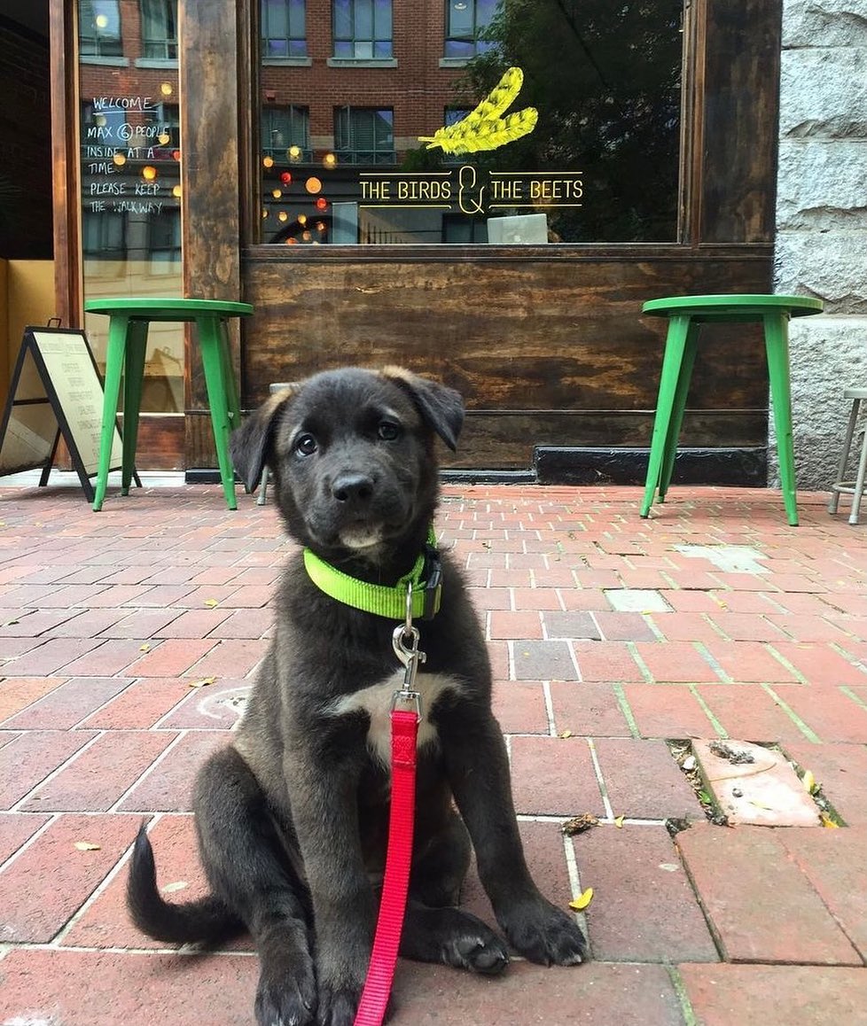 Do you think Kuma ordered a paw-fee or a chow tea latte? 🐶☕️ <a target='_blank' href='https://www.instagram.com/explore/tags/throwbackthursday/'>#throwbackthursday</a> <a target='_blank' href='https://www.instagram.com/explore/tags/adoptdontshop/'>#adoptdontshop</a>