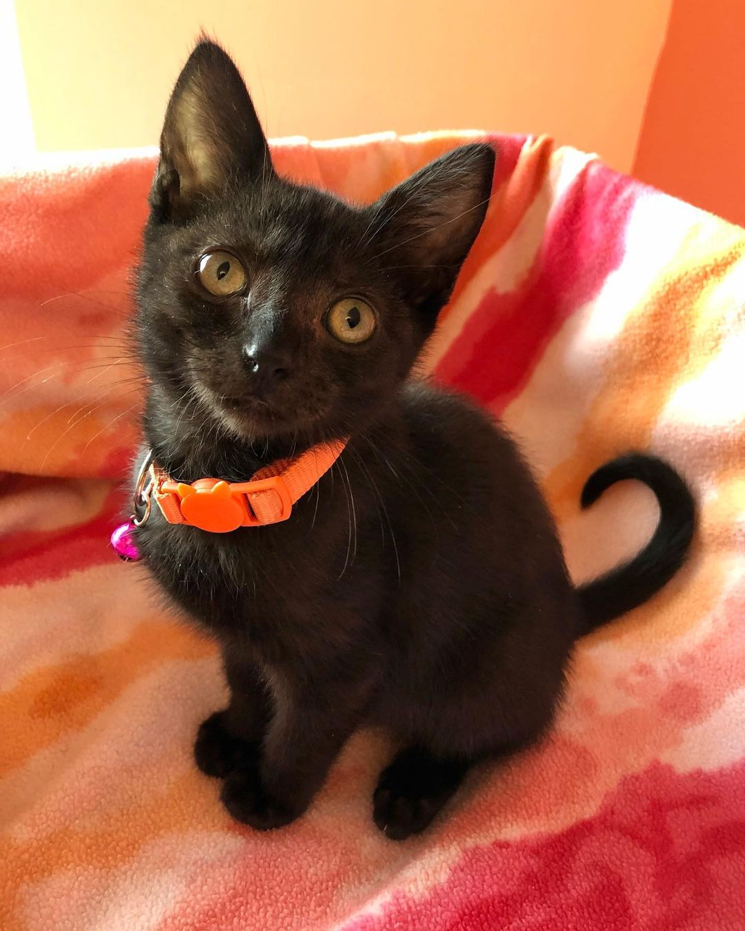 Ivy, Fern, Cedar, Brad, Samantha, and Glenda are all available for adoption. Have your been looking to add a kitten to your family? Go to Petango.com or email:catadopt@pawsbink.org to set up a meet and greet appointment with these cuties.
.
.
.
.
.
<a target='_blank' href='https://www.instagram.com/explore/tags/kittens/'>#kittens</a> <a target='_blank' href='https://www.instagram.com/explore/tags/adoptkittens/'>#adoptkittens</a> <a target='_blank' href='https://www.instagram.com/explore/tags/adoptdontshop/'>#adoptdontshop</a> <a target='_blank' href='https://www.instagram.com/explore/tags/catadoption/'>#catadoption</a> <a target='_blank' href='https://www.instagram.com/explore/tags/northkitsap/'>#northkitsap</a> <a target='_blank' href='https://www.instagram.com/explore/tags/bainbridgeisland/'>#bainbridgeisland</a> <a target='_blank' href='https://www.instagram.com/explore/tags/kingstonwashington/'>#kingstonwashington</a> <a target='_blank' href='https://www.instagram.com/explore/tags/poulsbowa/'>#poulsbowa</a>