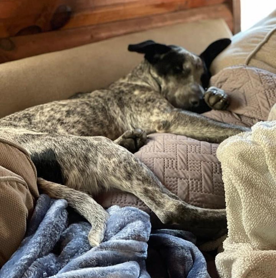 This <a target='_blank' href='https://www.instagram.com/explore/tags/sundaysnooze/'>#sundaysnooze</a> is brought to you by LUKE❤️

This one year old neutered boy is full of nothing but love and ready for his forever 🏡 

Luke loves all dogs, big and small, and all people big and small. He seems to especially like kids but he’s jumpy so he’d probably be best with kiddos older than 10. Luke is a velcro boi 🐶so he will need someone who has time to spend with him and he will be happiest in a home with another dog. 

When he’s not snoozing, Luke loves to ride in the car, and as you can see, give his foster siblings some love nibbles. Luke is good on a leash and very reliable on house training! There’s not much to not love about this boy!😍

Interested? Head to reboundhounds.org to apply or contact us at reboundhounds@gmail.com.