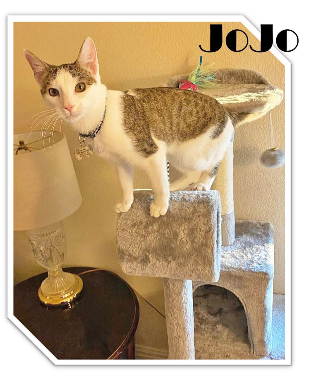 💖🏡💖 Forever Home Update:  Joey is now JoJo!  His adopters say he has a GREAT purrsonality and the cutest kitten face!  JoJo loves his toys, his kitty perch, and sleeping on the sunny windowsill.  JoJo is right on schedule… acclimating purrfectly with his two new doggo fursibs based on his adopters’ thoughtful introduction plan.  His parents say, “We absolutely love him!  Thank you so much [FHS] for making this adoption process so easy and for giving us the special gift of sweet baby JoJo! ”