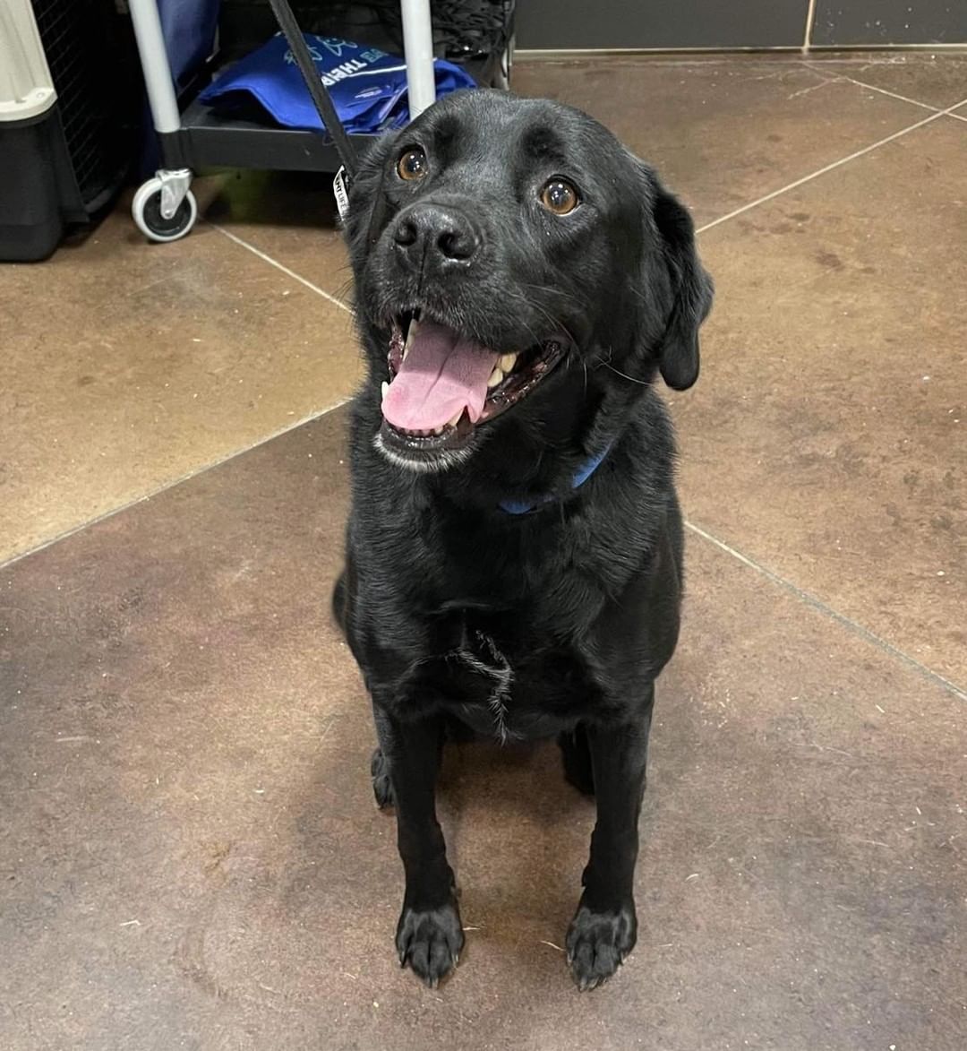 Lab lovers: this gal’s for you! 😍

Ann is a 4 year old, 65lbs, labby mix lady. 🧬 This poor girl found her way to us after being abandoned by her owner. 💔 Naturally, she’s a bit shaken from the sudden change. What she doesn’t know is only good things are in store for her from here on out! ✅ 

In her foster home Ann is doing well with house + crate training, and she knows how to walk on leash. 🐕‍🦺 A bit reserved, she opens up more and more each day, showing her affectionate, cuddly side. 🥰 Based on her personality she could join a home with respectful kids 5+, other calm dogs, or savvy cats. 😼 Ann would love a fenced-in yard, however it is not a requirement. 

Her foster says, 💬 “Ann is the absolute sweetest thing and loves to stay by your side. She has run a bit hot-and-cold with this, sometimes wanting you and other times being wary. The more time passes, the more secure she feels, and the more she wants to cuddle! Patience is key with sweet Ann, but it is all absolutely worth it! Ann would love a home with a yard she can safely run around in. She is at her happiest outside off a leash. Ann has lived in her foster home with three other dogs, all of whom are usually calm. Ann has been nervous with them and is only recently started to open up with them. I think she’d love a playmate in her forever home as she does show signs of wanting to play.”

If you think Ann is the lady you’ve been longing for, head to www.browndogcoalition.com and apply to adopt!

<a target='_blank' href='https://www.instagram.com/explore/tags/labmix/'>#labmix</a> <a target='_blank' href='https://www.instagram.com/explore/tags/labstagram/'>#labstagram</a> <a target='_blank' href='https://www.instagram.com/explore/tags/adoptabledogs/'>#adoptabledogs</a> <a target='_blank' href='https://www.instagram.com/explore/tags/dogsofnewengland/'>#dogsofnewengland</a> <a target='_blank' href='https://www.instagram.com/explore/tags/browndog/'>#browndog</a>