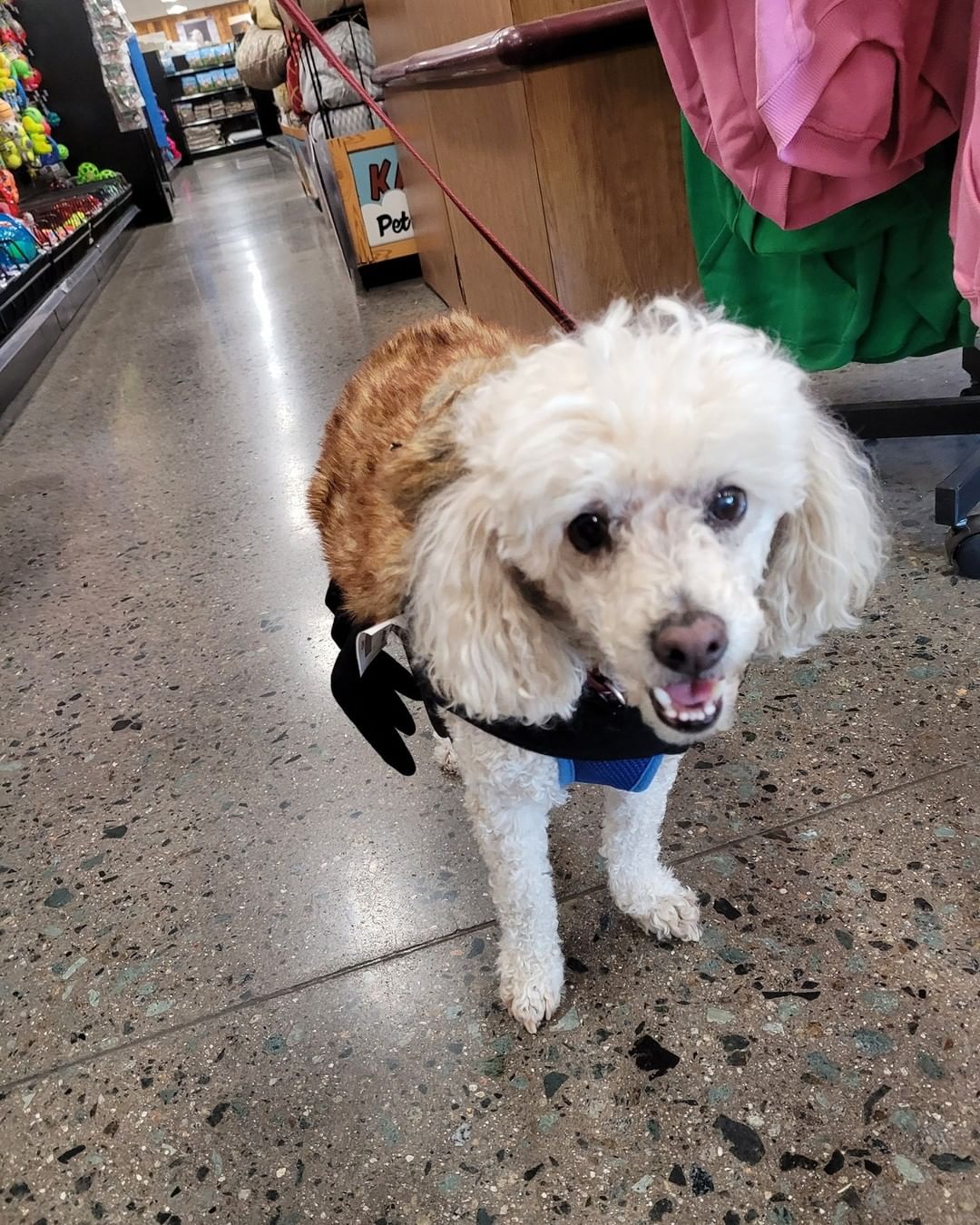 PART ONE of TWO: Happy is celebrating his SECOND Frostiversary!
 
Happy found himself at the shelter after his owner became ill. He stayed positive through it all and quickly after arriving at Frosted Faces caught the eye of volunteer Kerry. Check out what they have been up to:
 
“We try to celebrate every day with Happy! For Happy's Frostiversary, we plan on getting together with his fellow FF friends. But first, Happy will want to start his day out by going to Starbucks for his puppiccino. The local winery or the dog park will be on the list of places to go for the day. Happy is not picky on where he goes or what he does, as long as he is with his Mom.
 
We no longer dine out, unless the restaurant accommodates dogs. Happy goes everywhere we go, except for work. He has even been to the car dealerships when we have bought our new cars. Happy has to test the cars out as well!
 
Happy loves food!!! Puppiccinnos and treats from Kahoots Pet Food Store are his favorite! Favorite activities include car rides, as long as it's not going to the vet's office!!! Walking our neighborhood, as long as we get a lift back home because walking back home is no fun. But Happy's favorite place on Earth is Kahoot's! They all know him there and treat him as if he is royalty. They say Happy should be their mascot. Last Christmas, Happy gave the Kahoot's team members a box of chocolate candy and a Christmas card with his pic on it. The team members still have his picture card hanging up in their break room. Happy is just a Happy little dude and a Mama's boy.
<a target='_blank' href='https://www.instagram.com/explore/tags/ffhappy/'>#ffhappy</a> <a target='_blank' href='https://www.instagram.com/explore/tags/frostedfaces/'>#frostedfaces</a> <a target='_blank' href='https://www.instagram.com/explore/tags/seniordogsrock/'>#seniordogsrock</a>