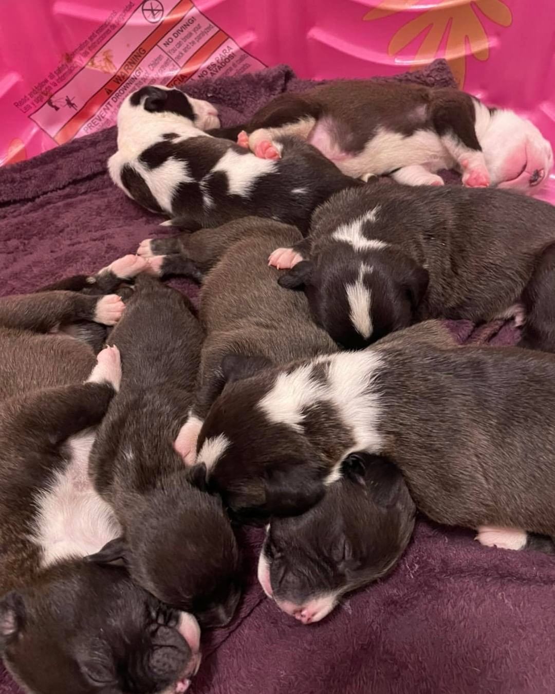 The cutest little puppy piles there ever was 🥰