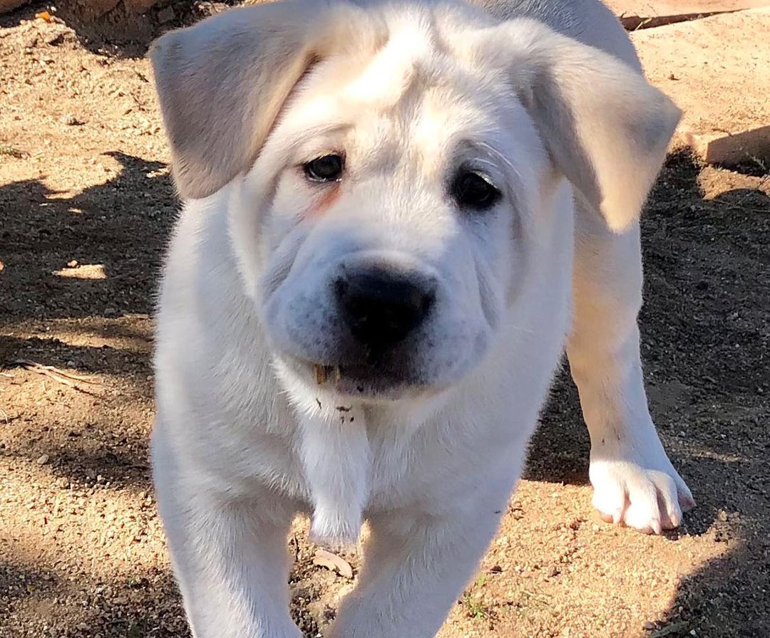 UPDATE- these sweet babies were adopted very soon after posting, to the very best homes. We are abundantly grateful for all the wonderful applications!!! Please think about adopting another one of our pups from the website!! ❤️ 

Our miracle babies are ready to find their loving home!! 12 week old Chunky (boy) and Sassy (girl) are Sakura, our young moms little angels that are healthy and thriving!!

www.apassionforpaws.org

<a target='_blank' href='https://www.instagram.com/explore/tags/rescuedog/'>#rescuedog</a> <a target='_blank' href='https://www.instagram.com/explore/tags/rescuedogsrock/'>#rescuedogsrock</a> <a target='_blank' href='https://www.instagram.com/explore/tags/rescuedogsofinstagram/'>#rescuedogsofinstagram</a> <a target='_blank' href='https://www.instagram.com/explore/tags/adopt/'>#adopt</a> <a target='_blank' href='https://www.instagram.com/explore/tags/adoptdontshop/'>#adoptdontshop</a> <a target='_blank' href='https://www.instagram.com/explore/tags/adoption/'>#adoption</a> <a target='_blank' href='https://www.instagram.com/explore/tags/adoptables/'>#adoptables</a> <a target='_blank' href='https://www.instagram.com/explore/tags/adoptme/'>#adoptme</a> <a target='_blank' href='https://www.instagram.com/explore/tags/akitaranch/'>#akitaranch</a> <a target='_blank' href='https://www.instagram.com/explore/tags/happynewyear2021/'>#happynewyear2021</a> <a target='_blank' href='https://www.instagram.com/explore/tags/2021/'>#2021</a> <a target='_blank' href='https://www.instagram.com/explore/tags/love/'>#love</a> <a target='_blank' href='https://www.instagram.com/explore/tags/happy/'>#happy</a> <a target='_blank' href='https://www.instagram.com/explore/tags/hope/'>#hope</a> <a target='_blank' href='https://www.instagram.com/explore/tags/together/'>#together</a> <a target='_blank' href='https://www.instagram.com/explore/tags/savelives/'>#savelives</a> <a target='_blank' href='https://www.instagram.com/explore/tags/akitalover/'>#akitalover</a> <a target='_blank' href='https://www.instagram.com/explore/tags/newyear/'>#newyear</a> <a target='_blank' href='https://www.instagram.com/explore/tags/newhope/'>#newhope</a> <a target='_blank' href='https://www.instagram.com/explore/tags/newlove/'>#newlove</a> <a target='_blank' href='https://www.instagram.com/explore/tags/newrescue/'>#newrescue</a> <a target='_blank' href='https://www.instagram.com/explore/tags/work/'>#work</a> <a target='_blank' href='https://www.instagram.com/explore/tags/cute/'>#cute</a> <a target='_blank' href='https://www.instagram.com/explore/tags/grateful/'>#grateful</a> <a target='_blank' href='https://www.instagram.com/explore/tags/helpingothers/'>#helpingothers</a> <a target='_blank' href='https://www.instagram.com/explore/tags/helpanimals/'>#helpanimals</a> <a target='_blank' href='https://www.instagram.com/explore/tags/love/'>#love</a>