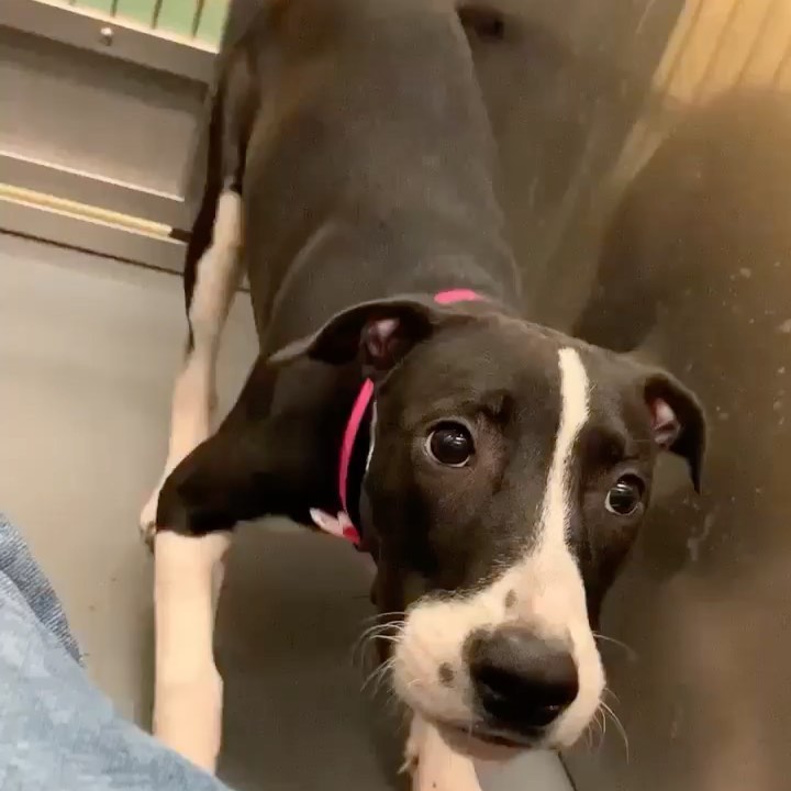 We want to give a warm welcome to little Miss Rosie to Strong Paws Rescue. 

She was pulled from the urgent euthanasia list at Memphis animal services in TN. She is just a 6 month old puppy, who is experiencing kennel stress. Unfortunately, in a packed to the hilt shelter, this is sadly a death sentence. Shelters cannot say no to intaking animals from the public. 😞

Swipe to see her playing with the kennel technician at the shelter. She wants to play, she’s just scared 🥺

We are aiming to fundraise $650 to cover this girls boarding in TN & freedom ride to NY. With a foster waiting for her here, we could not say no to saving this puppy. 

If you’d like to make a difference & sponsor our sweet Rosie, no amount is too small.

We accept donations via: 
🔵 Venmo: @strongpawsrescue 
🔵 PayPal: strongpawsrescue@gmail.com 
🔵 Website: www.strongpawsrescue.org/donate
🔵 Mail: 5001 State Highway 23, Suite 3 PMB <a target='_blank' href='https://www.instagram.com/explore/tags/205/'>#205</a>  Oneonta, NY 13820

<a target='_blank' href='https://www.instagram.com/explore/tags/strongpawsrescue/'>#strongpawsrescue</a> <a target='_blank' href='https://www.instagram.com/explore/tags/liftheavyrescuedogs/'>#liftheavyrescuedogs</a>  <a target='_blank' href='https://www.instagram.com/explore/tags/ohshitlegday/'>#ohshitlegday</a> <a target='_blank' href='https://www.instagram.com/explore/tags/quadsandcanines/'>#quadsandcanines</a> <a target='_blank' href='https://www.instagram.com/explore/tags/thickthighssavelives/'>#thickthighssavelives</a> <a target='_blank' href='https://www.instagram.com/explore/tags/communityoutreach/'>#communityoutreach</a> <a target='_blank' href='https://www.instagram.com/explore/tags/iheartoneonta/'>#iheartoneonta</a> <a target='_blank' href='https://www.instagram.com/explore/tags/fundraise/'>#fundraise</a> <a target='_blank' href='https://www.instagram.com/explore/tags/donate/'>#donate</a> <a target='_blank' href='https://www.instagram.com/explore/tags/advocacy/'>#advocacy</a> <a target='_blank' href='https://www.instagram.com/explore/tags/rescue/'>#rescue</a> <a target='_blank' href='https://www.instagram.com/explore/tags/animalrescue/'>#animalrescue</a> <a target='_blank' href='https://www.instagram.com/explore/tags/dog/'>#dog</a> <a target='_blank' href='https://www.instagram.com/explore/tags/adoptdontshop/'>#adoptdontshop</a> <a target='_blank' href='https://www.instagram.com/explore/tags/dogrescue/'>#dogrescue</a> <a target='_blank' href='https://www.instagram.com/explore/tags/newyork/'>#newyork</a> <a target='_blank' href='https://www.instagram.com/explore/tags/nyc/'>#nyc</a> <a target='_blank' href='https://www.instagram.com/explore/tags/oneonta/'>#oneonta</a> <a target='_blank' href='https://www.instagram.com/explore/tags/strength/'>#strength</a>  <a target='_blank' href='https://www.instagram.com/explore/tags/strengthathlete/'>#strengthathlete</a> <a target='_blank' href='https://www.instagram.com/explore/tags/lifter/'>#lifter</a> <a target='_blank' href='https://www.instagram.com/explore/tags/powerlifter/'>#powerlifter</a> <a target='_blank' href='https://www.instagram.com/explore/tags/strongman/'>#strongman</a> <a target='_blank' href='https://www.instagram.com/explore/tags/strongwoman/'>#strongwoman</a> <a target='_blank' href='https://www.instagram.com/explore/tags/gains/'>#gains</a> <a target='_blank' href='https://www.instagram.com/explore/tags/support/'>#support</a> <a target='_blank' href='https://www.instagram.com/explore/tags/rescuedogsofinstagram/'>#rescuedogsofinstagram</a> <a target='_blank' href='https://www.instagram.com/explore/tags/fosterdogsofinstagram/'>#fosterdogsofinstagram</a>
