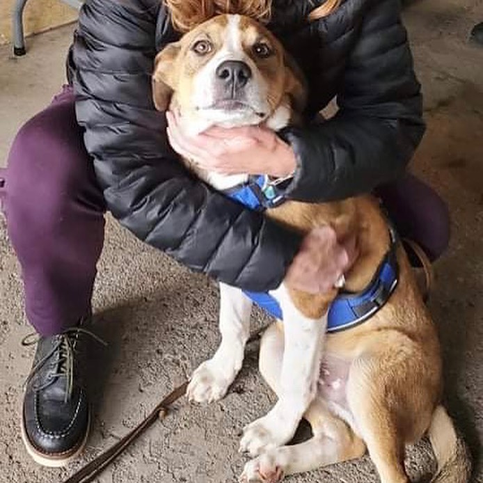 Today’s transport included 8 dogs, 8 puppies, 2 cats, and 2 kittens. All of the dogs had quite the climate shock, but the snow was very exciting to most! ❄️🐶❄️ Thanks to everyone who made this possible: advocates and fosters in Kentucky, our amazing drivers Laurel and Barb, and our fosters here! Can’t wait to see how all these angels blossom!

<a target='_blank' href='https://www.instagram.com/explore/tags/Adoptdontshop/'>#Adoptdontshop</a> <a target='_blank' href='https://www.instagram.com/explore/tags/redemptionroadrescue/'>#redemptionroadrescue</a> <a target='_blank' href='https://www.instagram.com/explore/tags/redemptionroadmn/'>#redemptionroadmn</a> <a target='_blank' href='https://www.instagram.com/explore/tags/kittens/'>#kittens</a> <a target='_blank' href='https://www.instagram.com/explore/tags/kittensofinstagram/'>#kittensofinstagram</a> <a target='_blank' href='https://www.instagram.com/explore/tags/minneapoliskitty/'>#minneapoliskitty</a> <a target='_blank' href='https://www.instagram.com/explore/tags/rescuedismyfavoritebreed/'>#rescuedismyfavoritebreed</a> <a target='_blank' href='https://www.instagram.com/explore/tags/minnesotakittens/'>#minnesotakittens</a> <a target='_blank' href='https://www.instagram.com/explore/tags/rescuekitten/'>#rescuekitten</a> <a target='_blank' href='https://www.instagram.com/explore/tags/adoptedkitten/'>#adoptedkitten</a> <a target='_blank' href='https://www.instagram.com/explore/tags/Adoptdontshop/'>#Adoptdontshop</a> <a target='_blank' href='https://www.instagram.com/explore/tags/redemptionroadrescue/'>#redemptionroadrescue</a> <a target='_blank' href='https://www.instagram.com/explore/tags/redemptionroadmn/'>#redemptionroadmn</a> <a target='_blank' href='https://www.instagram.com/explore/tags/puppies/'>#puppies</a> <a target='_blank' href='https://www.instagram.com/explore/tags/dogsofinstagram/'>#dogsofinstagram</a> <a target='_blank' href='https://www.instagram.com/explore/tags/minneapolisdog/'>#minneapolisdog</a> <a target='_blank' href='https://www.instagram.com/explore/tags/rescuedismyfavoritebreed/'>#rescuedismyfavoritebreed</a> <a target='_blank' href='https://www.instagram.com/explore/tags/minnesotadogs/'>#minnesotadogs</a> <a target='_blank' href='https://www.instagram.com/explore/tags/rescuepup/'>#rescuepup</a> <a target='_blank' href='https://www.instagram.com/explore/tags/adopteddog/'>#adopteddog</a>