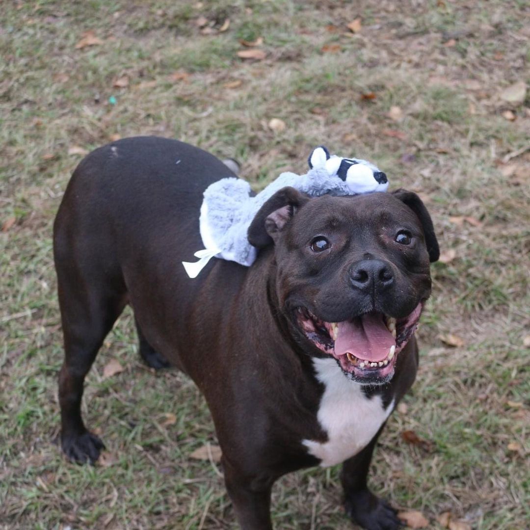 River's Project. 
We at ARF of MS are starting a program in honor of one of our former resident's River.  River was a shy dog who was over looked due to his timidity. When his family found and adopted him, he was able to enjoy the  very best of life.  We want that for more of our wonderful residents who are overlooked due to their receding personalities, age, color or size.

Today, we want you to meet Louie Louie.

Louie was rescued by a family who got him after he was hit by a car.  His injury caused him to have to have his tail amputated, which just adds to his cuteness.  Louie is a big boy.  A VERY big boy, weighing in over 100 pounds, which also adds to his cuteness.  Louie loves a bed, in fact, he loves his bed so much, he would rather have his food brought to him in his bed, fat boys like to eat. 

Louie has been overlooked because he is older, he is big, very big, he is black (black dog syndrome is a thing) and he has a block head, which causes some people to pause. 

Louie would make a great family addition for anyone who is willing to let him be a couch potato and can handle fellas on the bigger side of life. 

The approved adopter for Louie will have the adoption fee waived, and we will provide a gift certificate to Fondren Pet Shop for his shopping for his new home