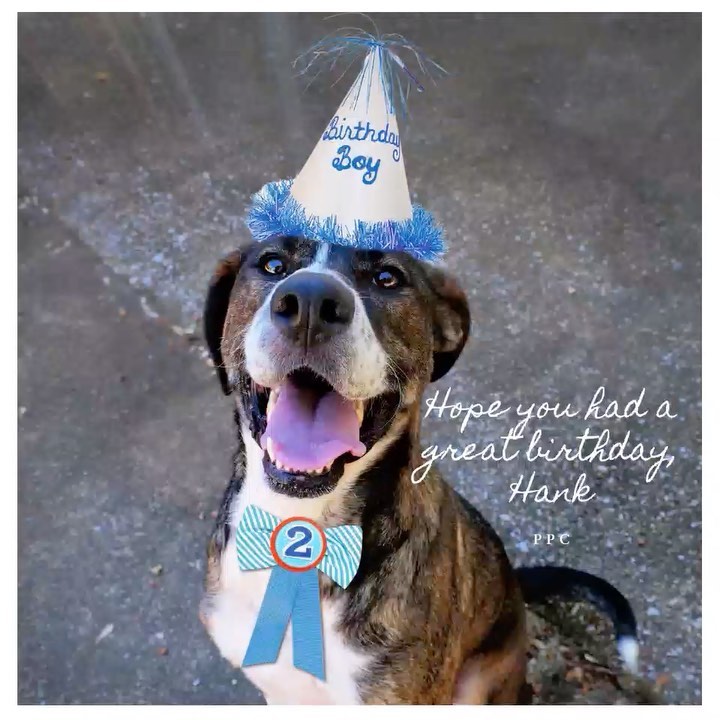 Please share our boy Hank far and wide, and let’s get this sweetie a home! <a target='_blank' href='https://www.instagram.com/explore/tags/dogsofinstagram/'>#dogsofinstagram</a> <a target='_blank' href='https://www.instagram.com/explore/tags/dogstagram/'>#dogstagram</a> <a target='_blank' href='https://www.instagram.com/explore/tags/doglover/'>#doglover</a> <a target='_blank' href='https://www.instagram.com/explore/tags/doglife/'>#doglife</a> <a target='_blank' href='https://www.instagram.com/explore/tags/birthdayboy/'>#birthdayboy</a> <a target='_blank' href='https://www.instagram.com/explore/tags/happybirthday/'>#happybirthday</a> <a target='_blank' href='https://www.instagram.com/explore/tags/party/'>#party</a>