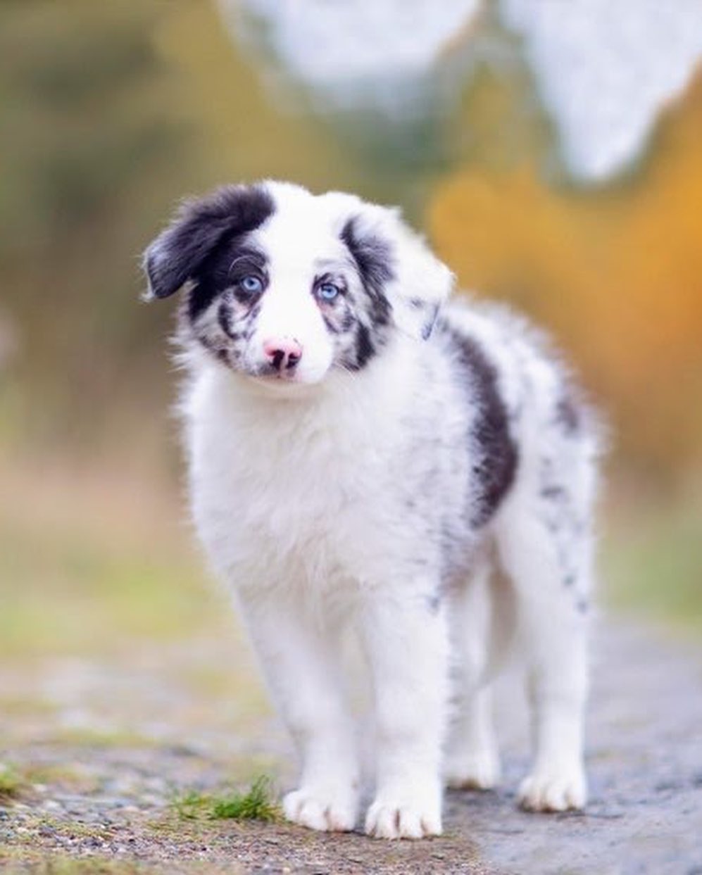 Cuteness overload alert!! 📢‼️😋 Thanks to Two Red Dogs Photography for photographing Dakota and Kai! They are just two of the six Border Collie mix puppies that just came to KARE! They were born on Sept. 9th. Please visit our website for more info! https://nwkare.org/educate-advocate-rehabilitate/rescue/