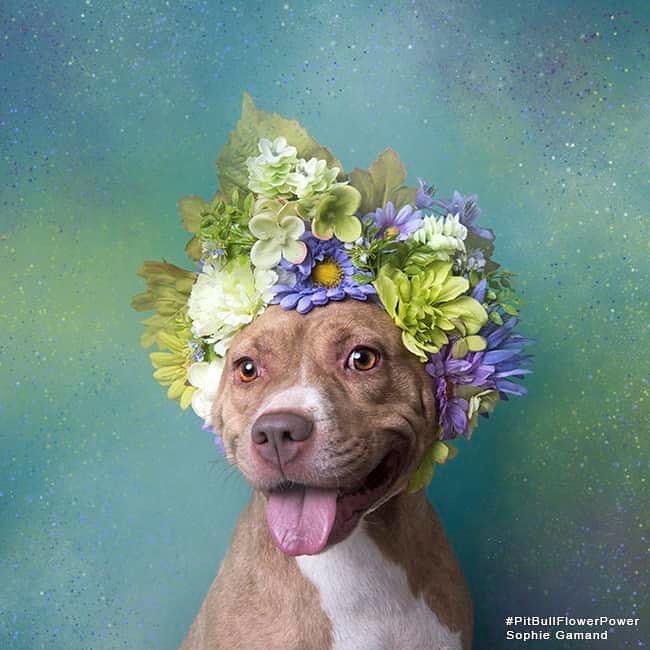 💐Meet RIKKI 💐 This beauty and @sophiegamand subject just marked her 6th anniversary at the shelter. That is 6 years in a cage- and that is TOO many. 

Rikki is located at the Calhoun County Humane Society in Anniston, Alabama and we would love to pull her into the @reboundhounds  family — but we need YOUR help! 

Rikki is short and stout, and ultra-kissable (see photos from the shelter as proof💋). She loves people, is gentle with children, and even enjoys being dressed up! 👒 Though she does fine with other dogs on leash, Rikki can be particular about other dogs, and is recommended as an only pet.👑

Rikki is very smart and treat-motivated, and loves learning more. She has been to training school and was excellent on the leash and very proud of her skills. 

Interested in fostering Rikki? We don’t blame you😉
Contact us at reboundhounds@gmail.com!